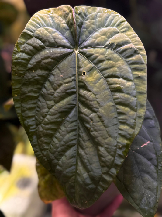 Anthurium (pap "Long x Long Bullet" x splendidum) x dressleri “Obsidian” *seedlings*