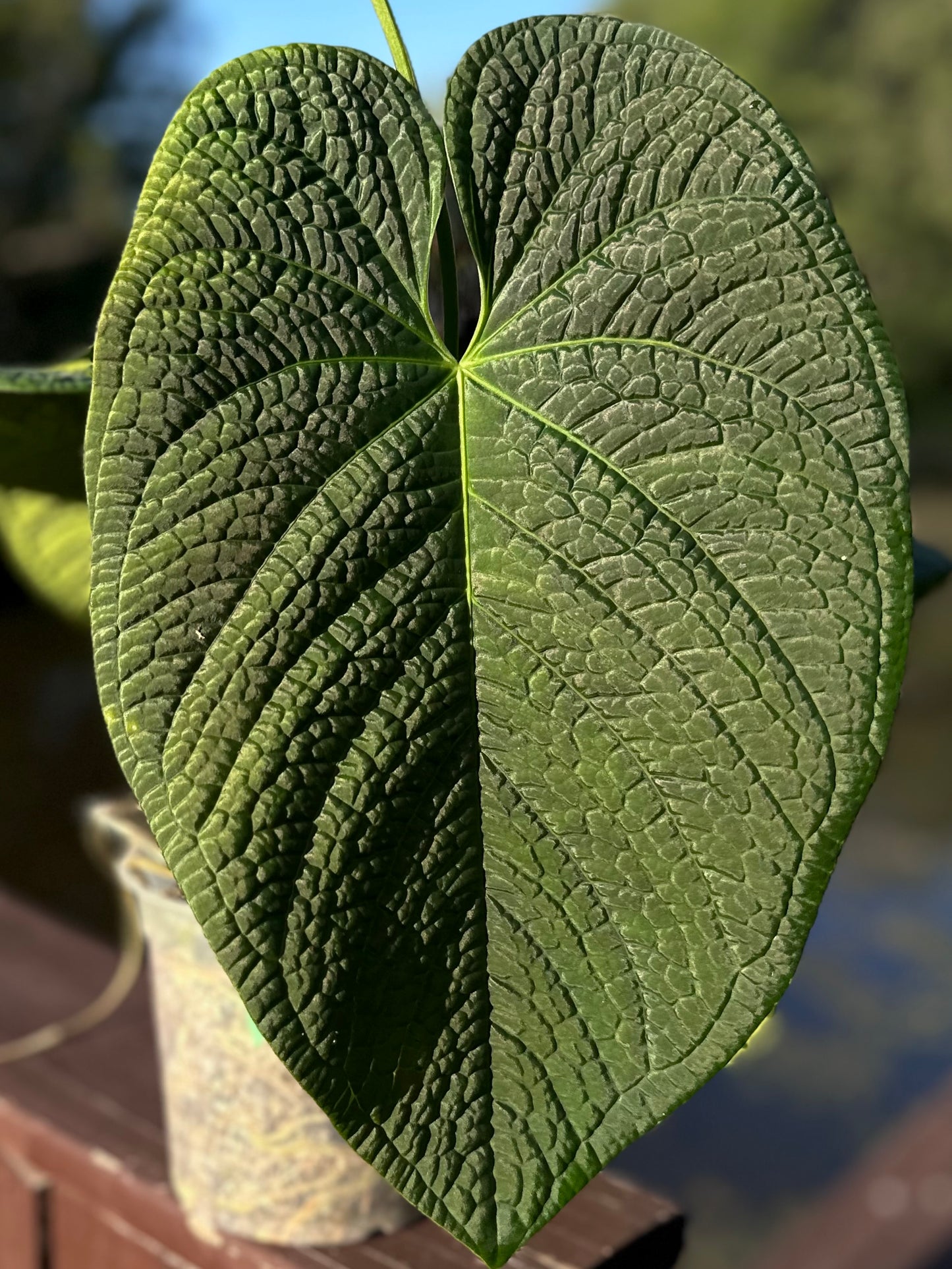 Anthurium (pap "Long x Long Bullet" x splendidum) x dressleri “Obsidian” *seedlings*