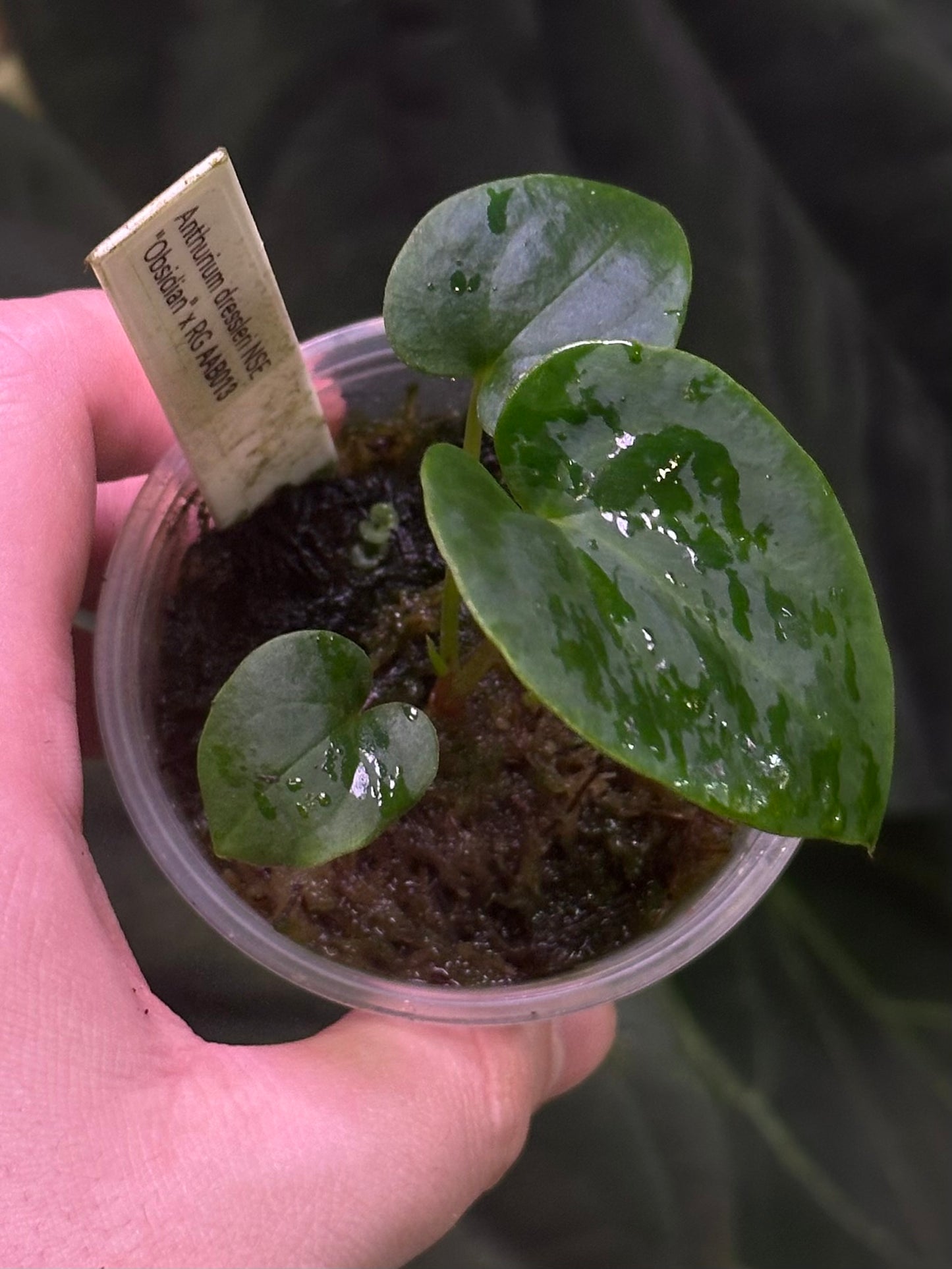 Anthurium dressleri “Obsidian” x RG