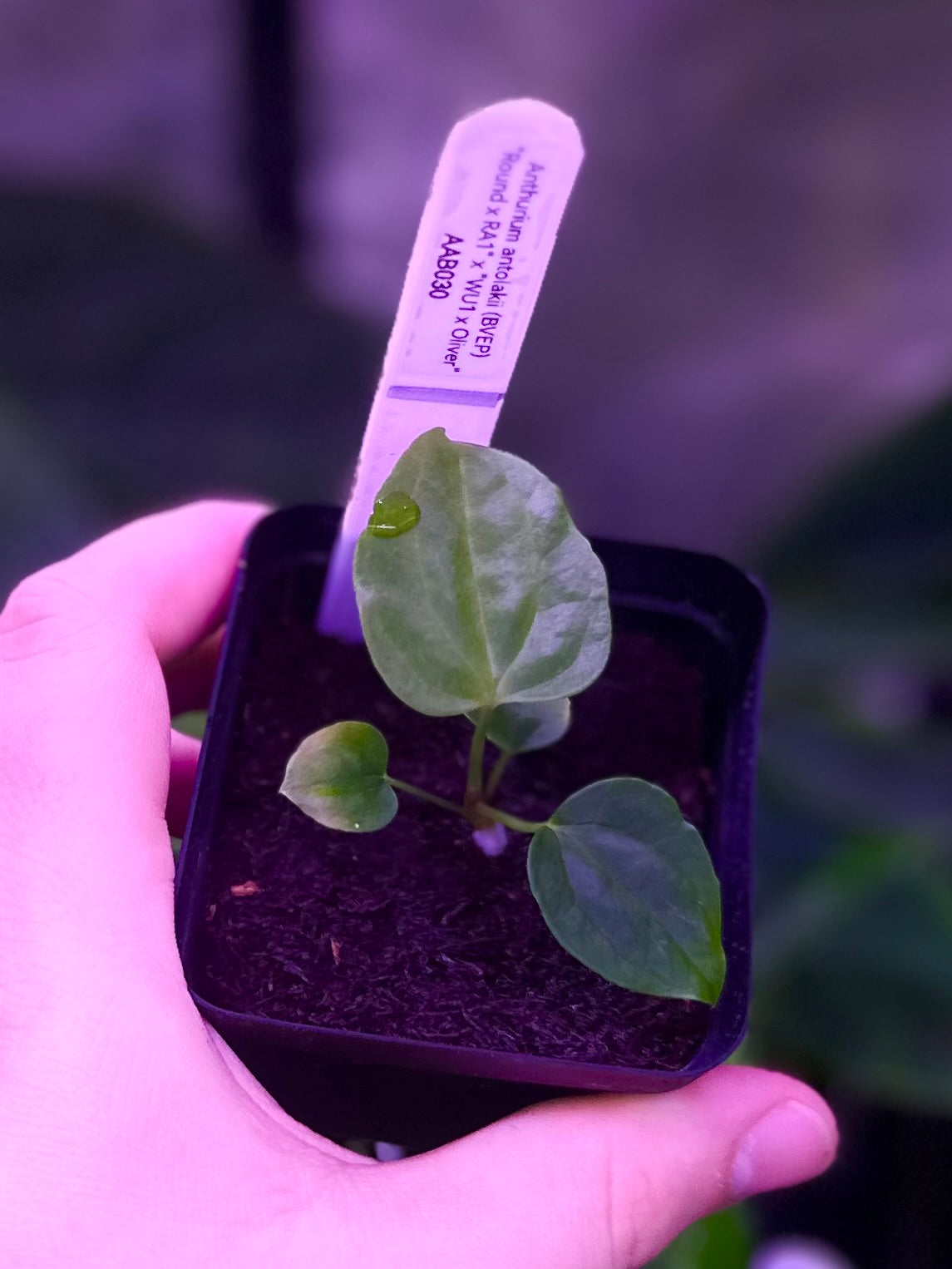 Anthurium antolakii (BVEP) "Round x RA1" x "Wu1 x Oliver"