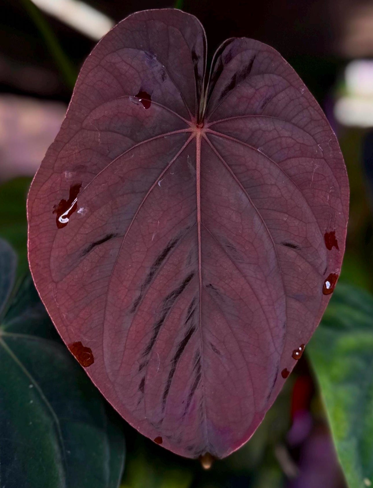 Anthurium (papillilaminum A+ x splendidum) x 'Supernova' (dress "Oliver" x BVEP "Felix") *seedlings*