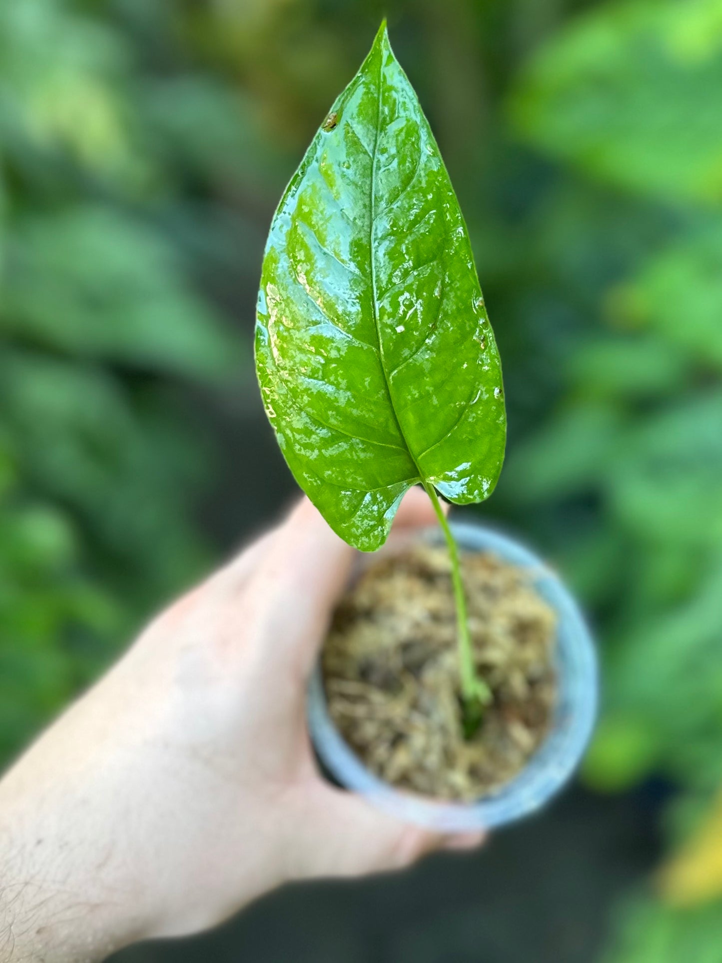 Monstera membranacea (Limón/Caribbean form)