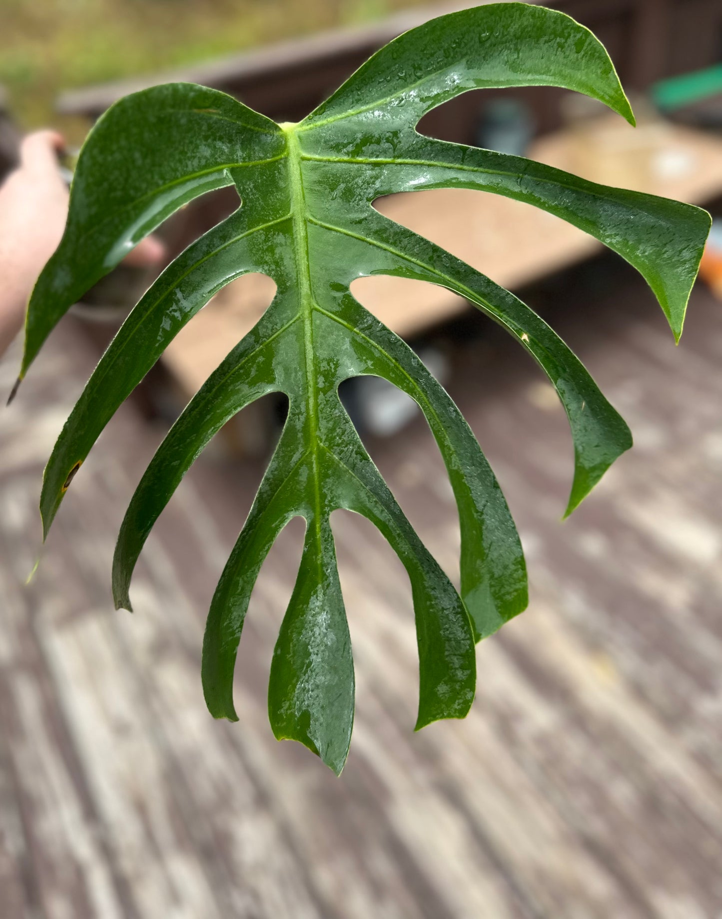 Monstera deliciosa var sierrana