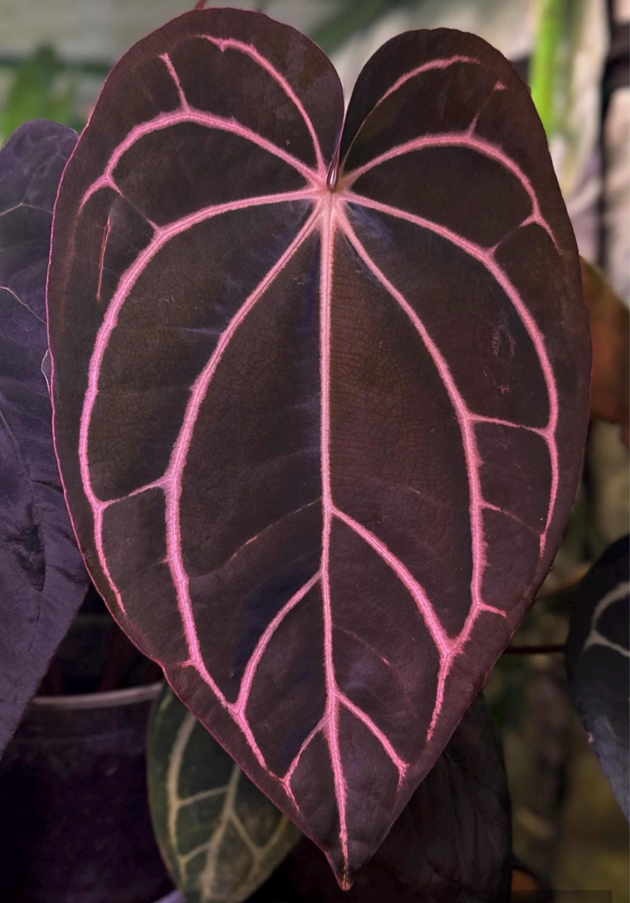 Anthurium carlablackiae RA13 x (RA5x10)
