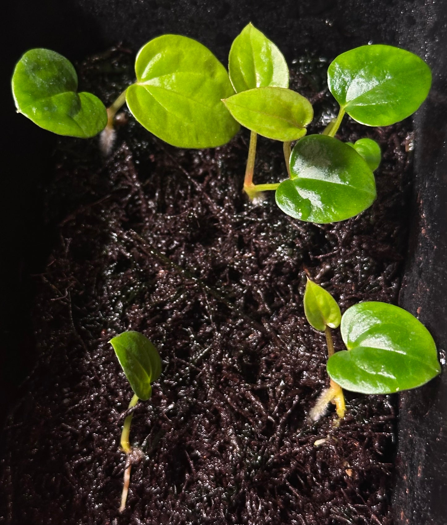 Anthurium dressleri RG x (Black dressleri x RG F2 dark) *seedlings*
