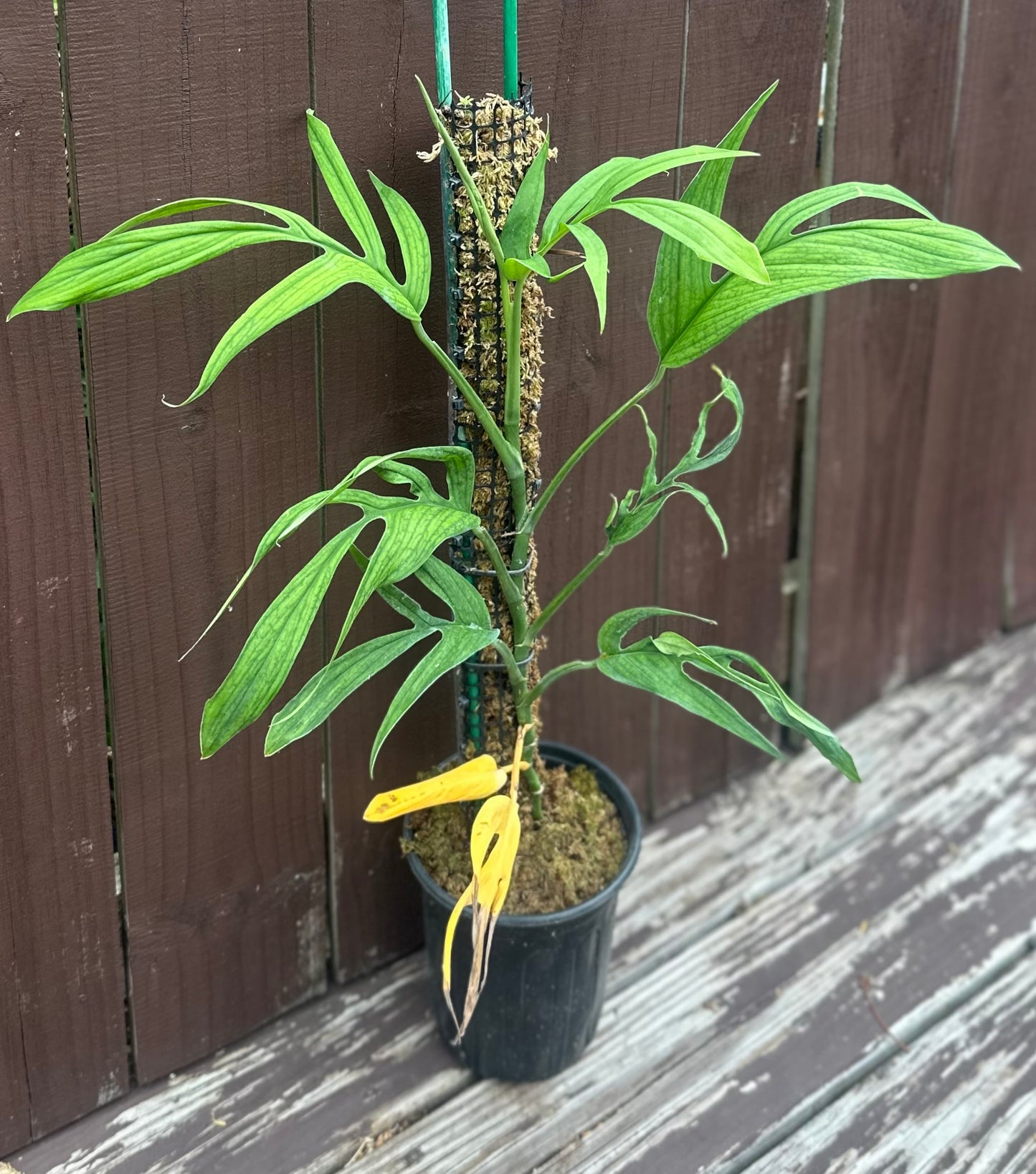 Monstera barrieri