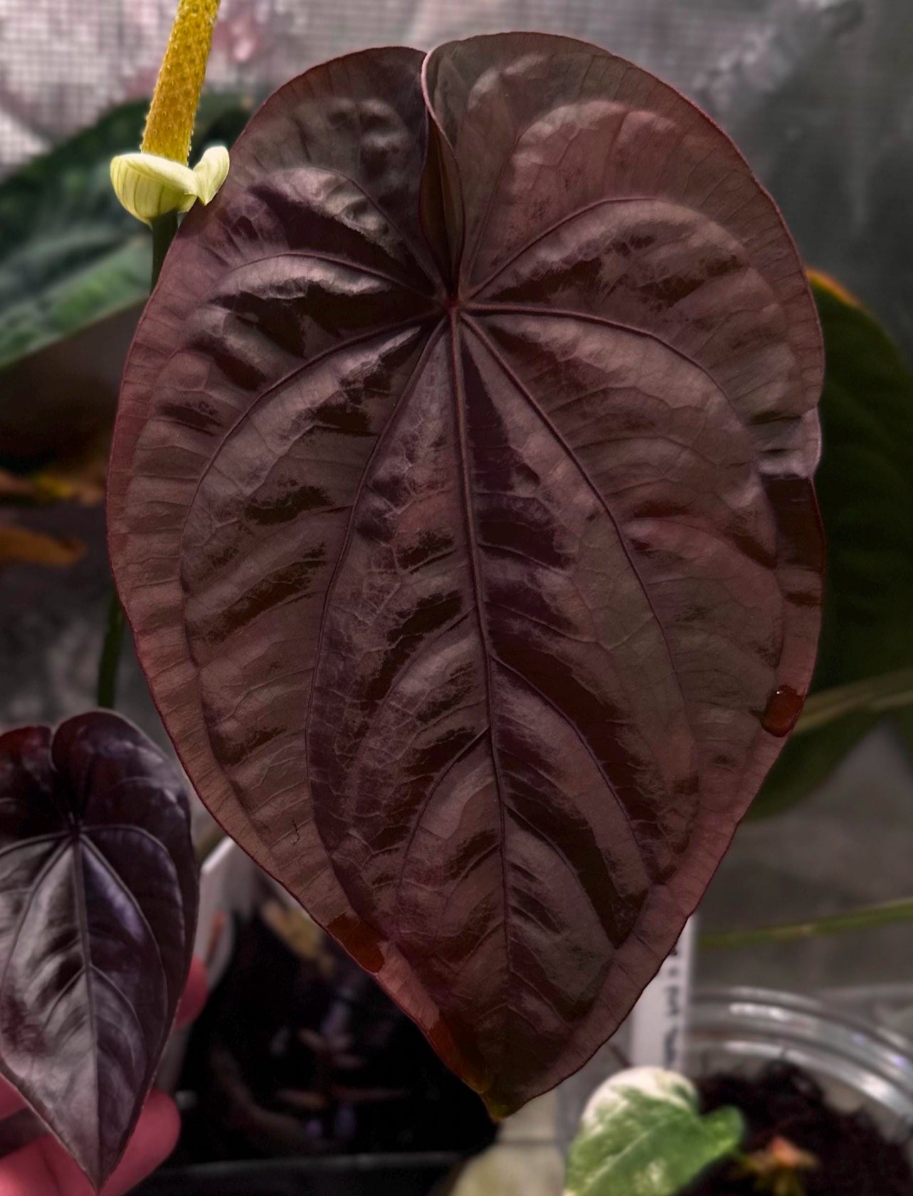 Anthurium dressleri RG x (Black dressleri x RG F2 dark) *seedlings*