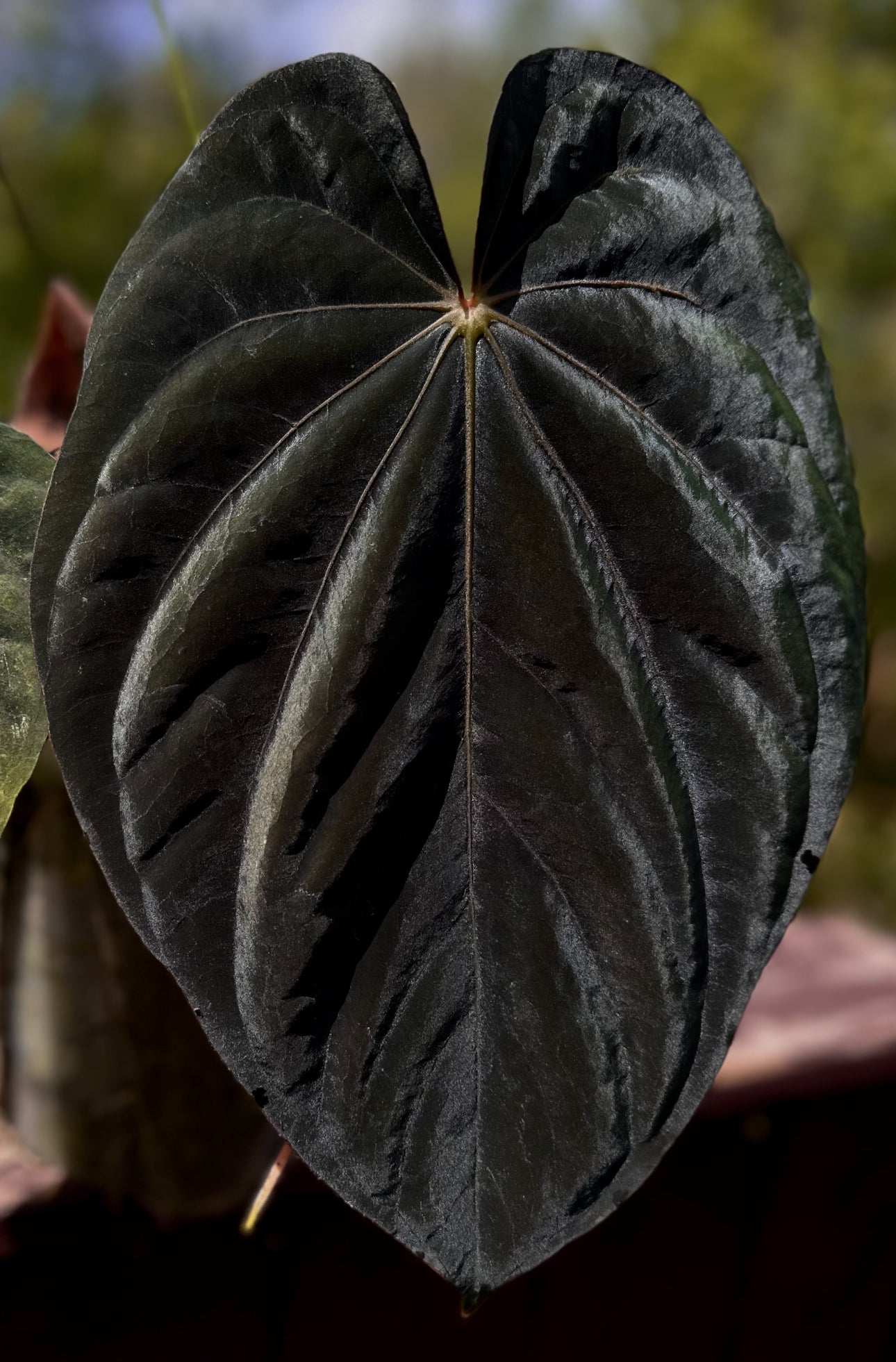 Anthurium (dressleri RG F2 x carlablackiae “Amanda”) x (dressleri “Oliver” x BVEP “Felix”)