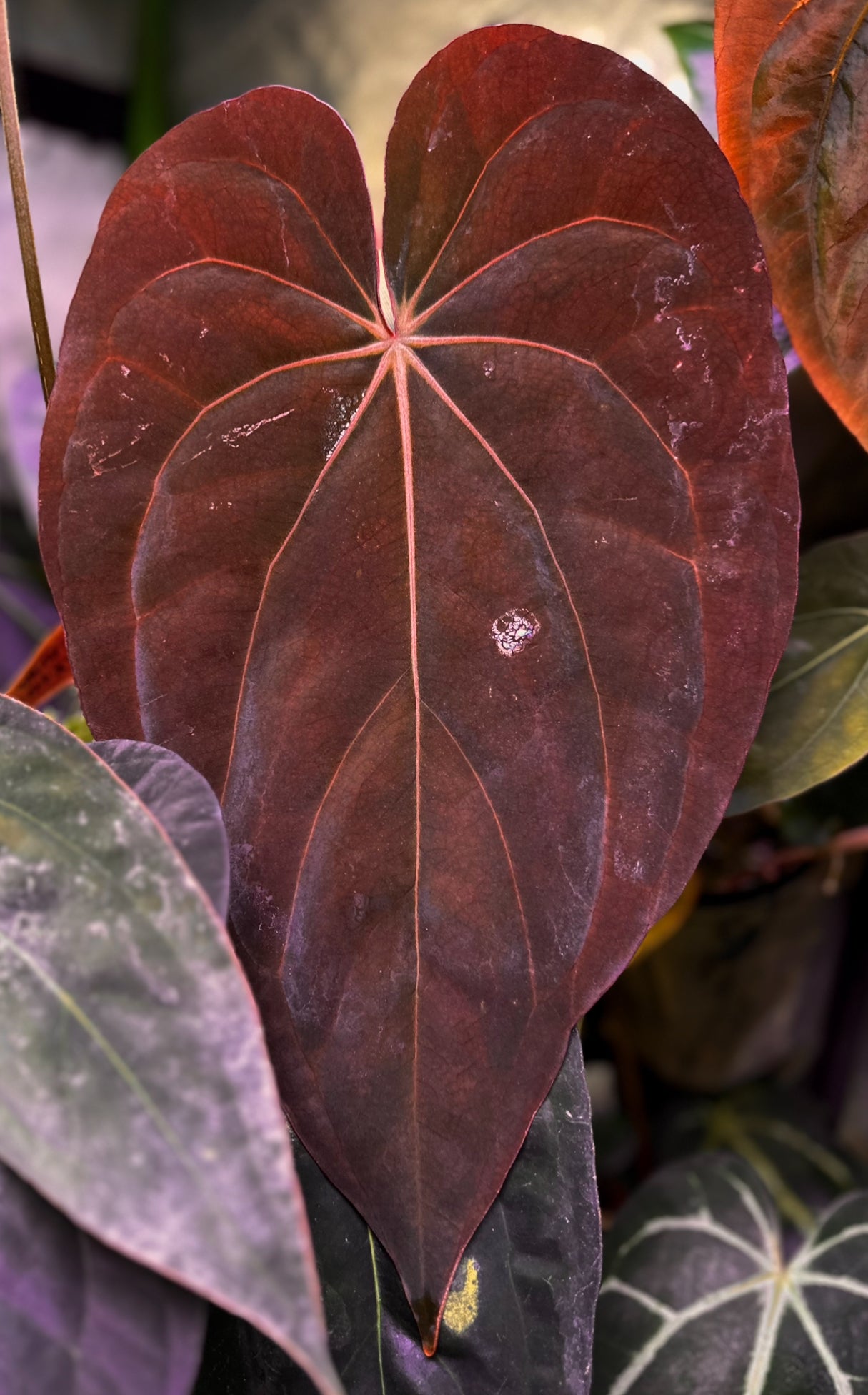 Anthurium (dressleri RG F2 x carlablackiae “Amanda”) x (dressleri “Oliver” x BVEP “Felix”)