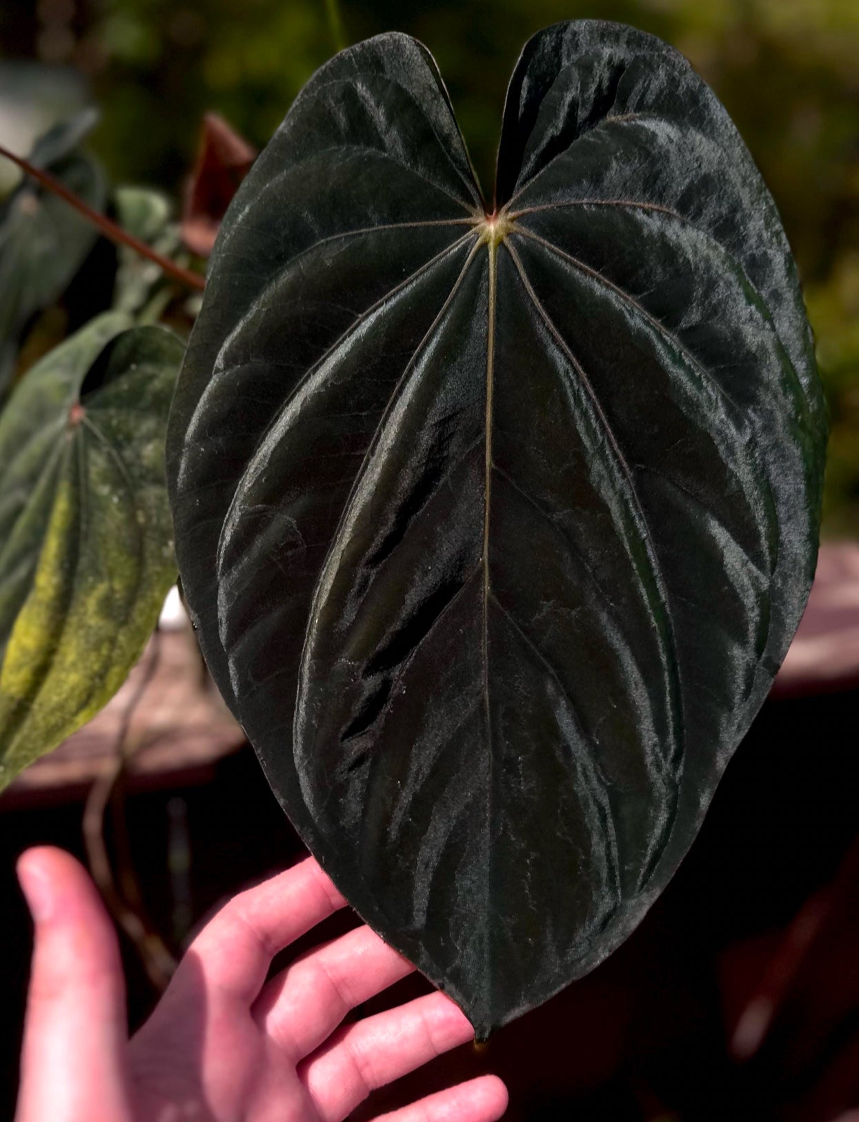 Anthurium antolakii (BVEP) "Wu1 x Oliver" x 'Supernova' (dressleri "Oliver" x BVEP "Felix") *seedlings*