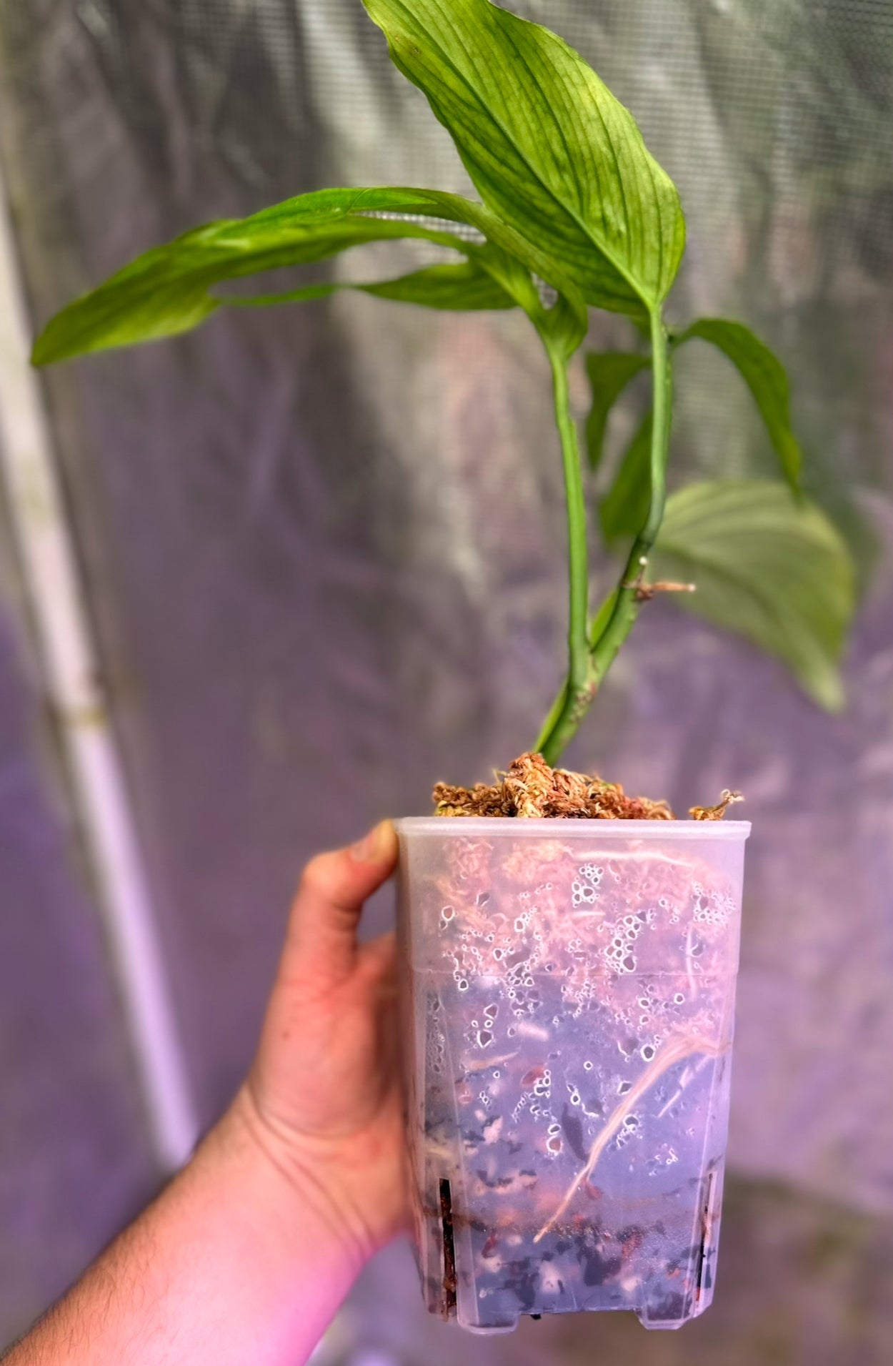 Monstera barrieri