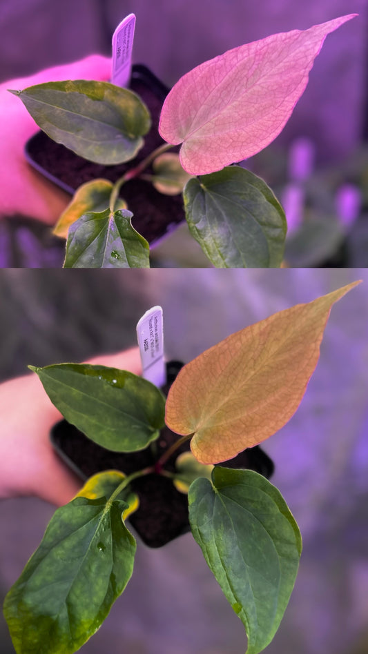 Anthurium antolakii (BVEP) "Round x RA1" x "Wu1 x Oliver"