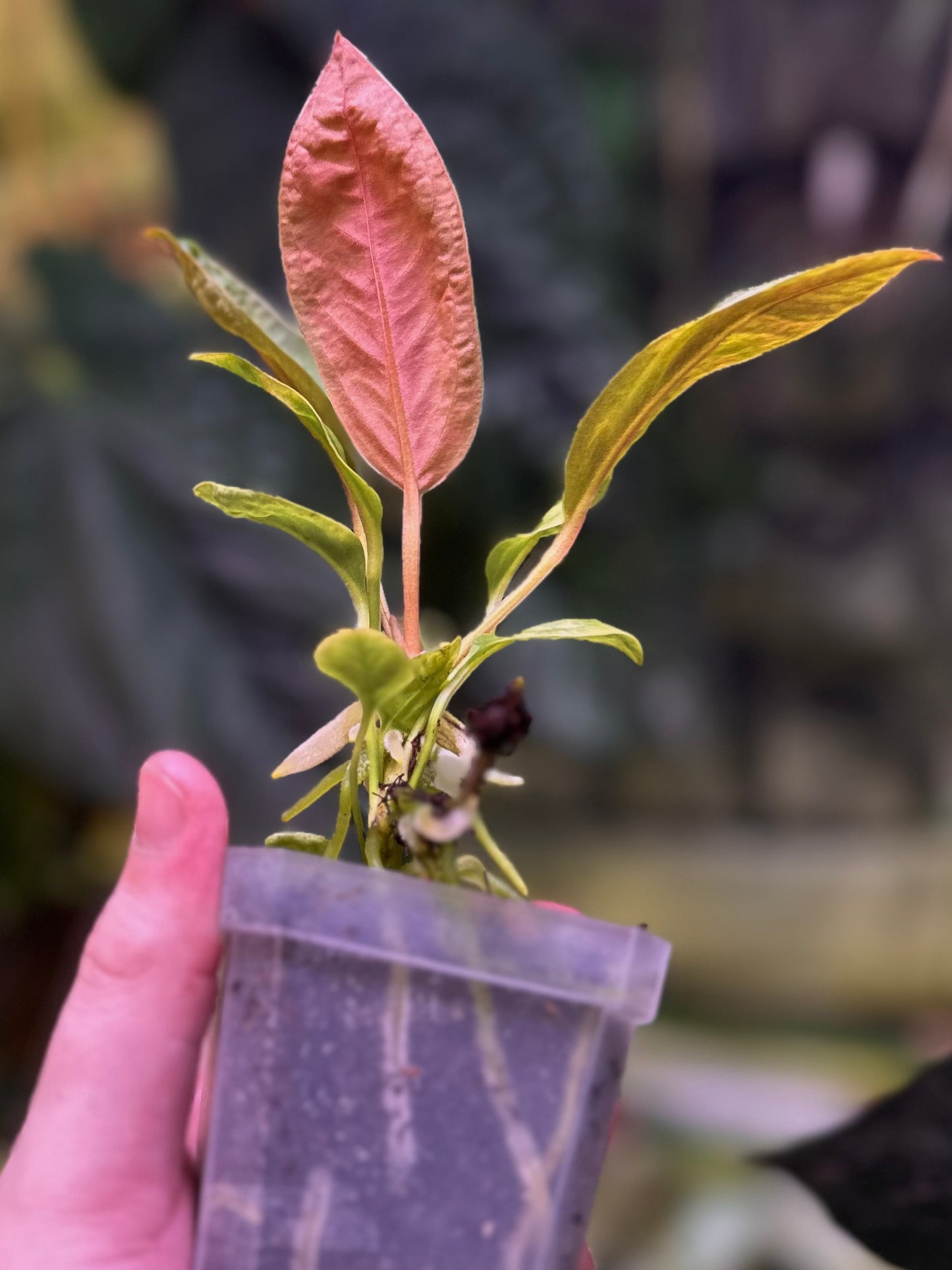 Anthurium willifordii *EXTREMELY RARE*