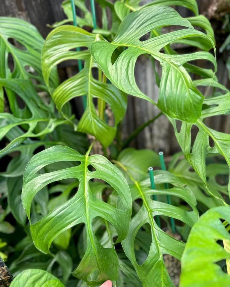 monstera obliqua cf pangui Monstera cf. obliqua “Peru”