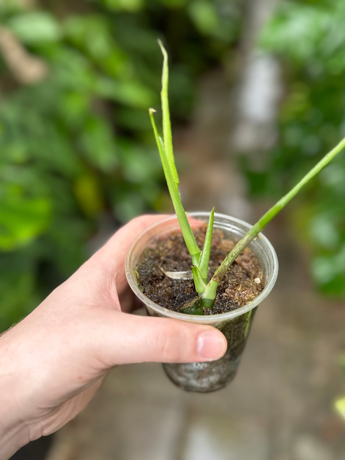 Monstera membranacea “Uvita”