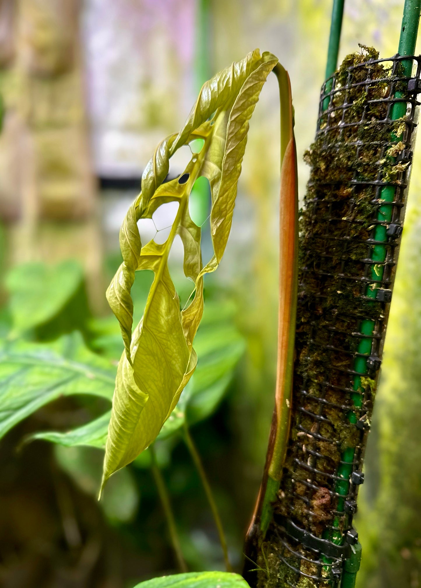 Monstera filamentosa *EXTREMELY RARE*