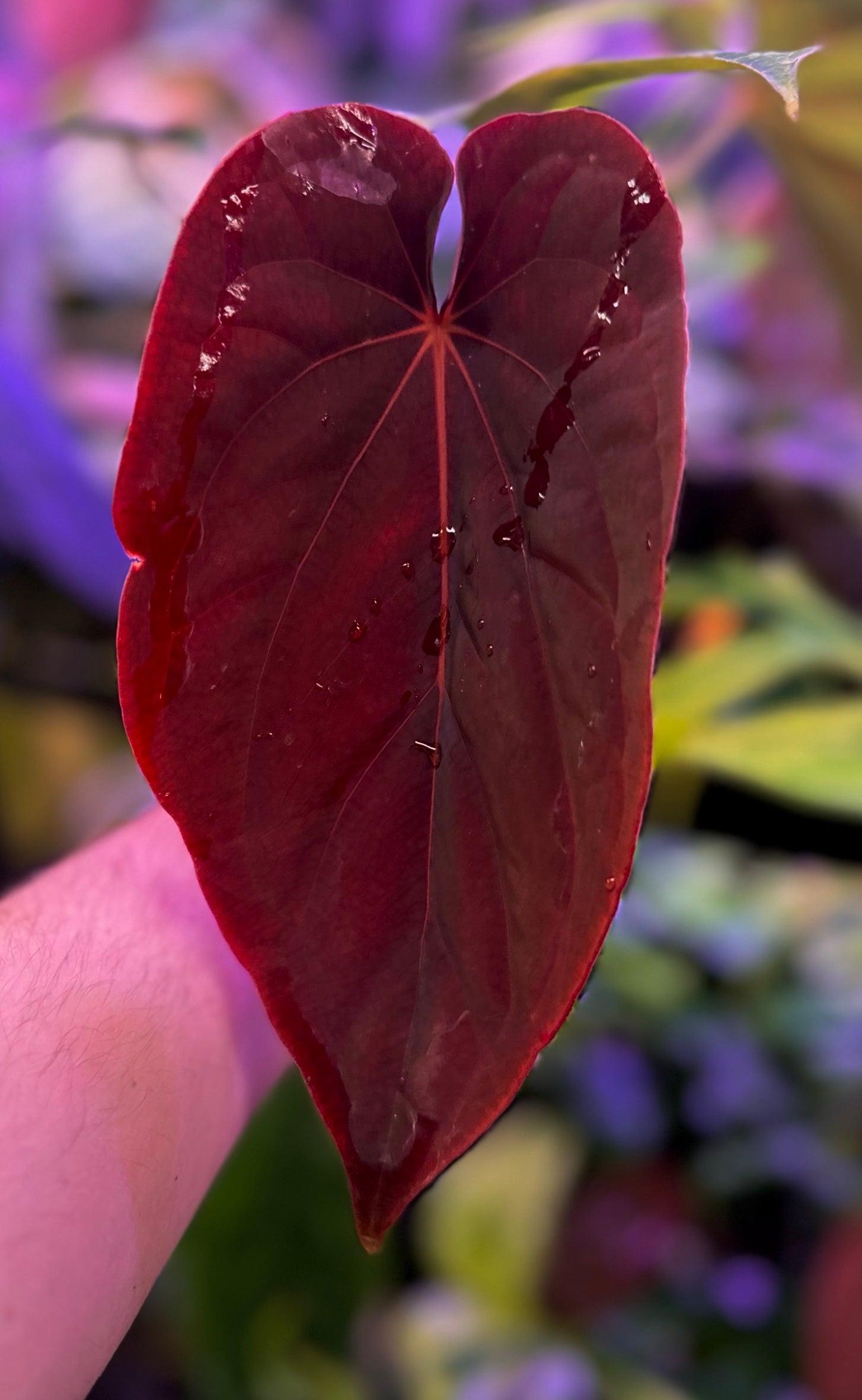 anthurium carnaval Anthurium (dressleri RG F2 x carlablackiae “Amanda”) x (dressleri “Oli