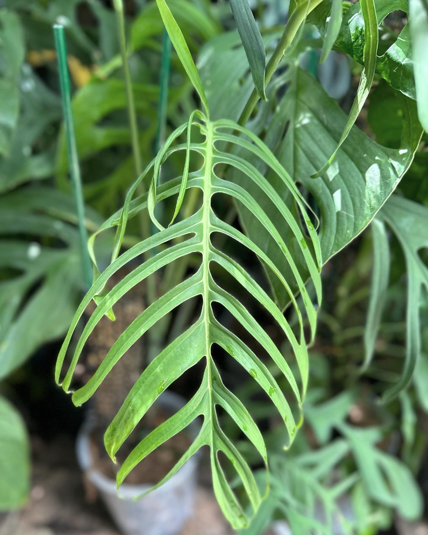 rare monstera Monstera croatii *EXTREMELY RARE* – AABexotics