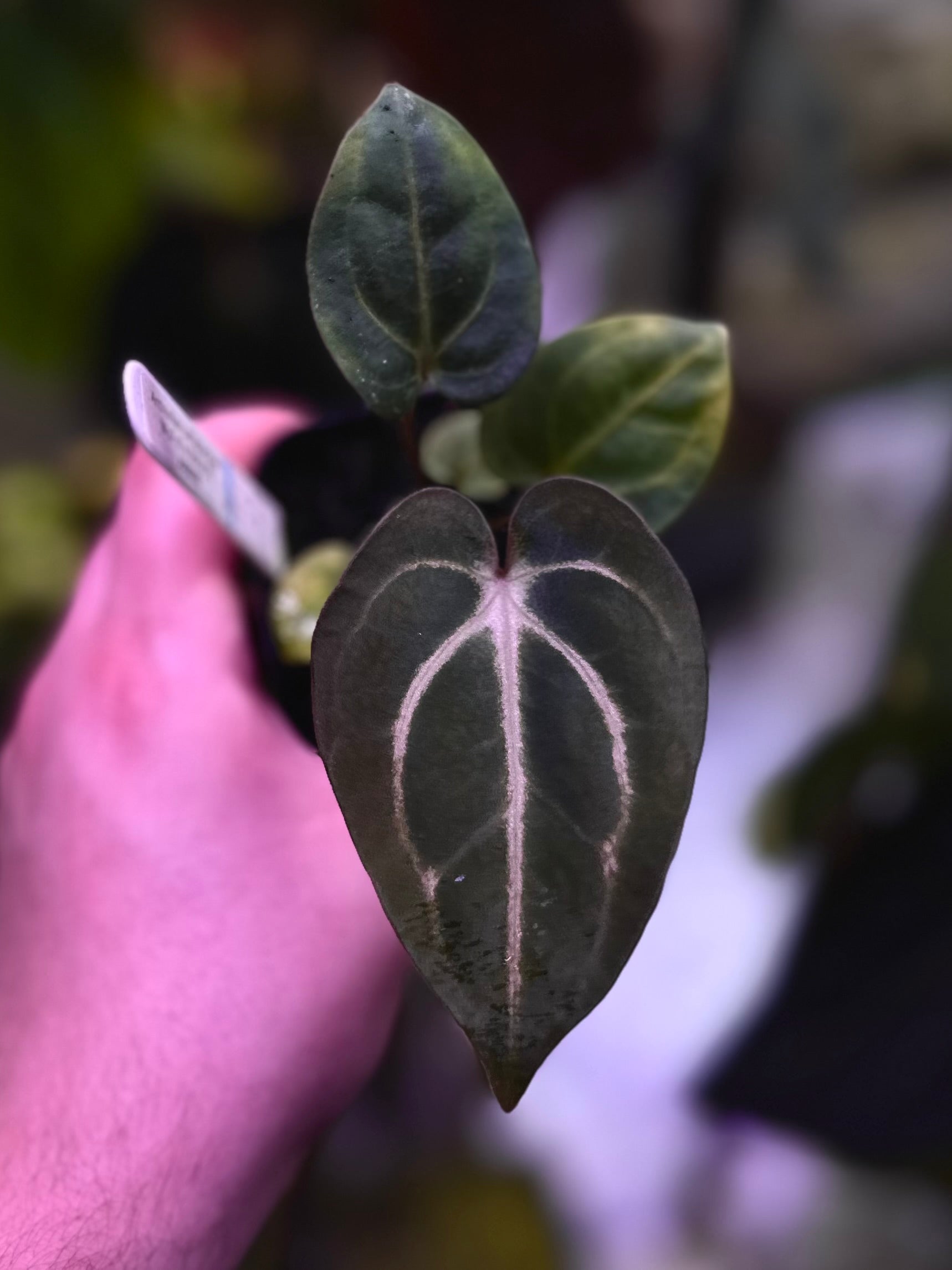 Anthurium carlablackiae Wu2 s1 x (RA5x10) – AABexotics
