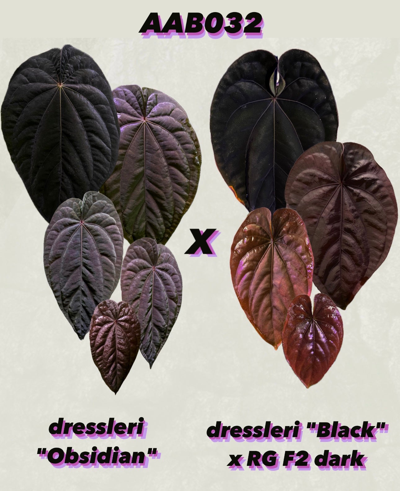 Anthurium dressleri "Obsidian" x (Black dressleri x RG F2 dark)