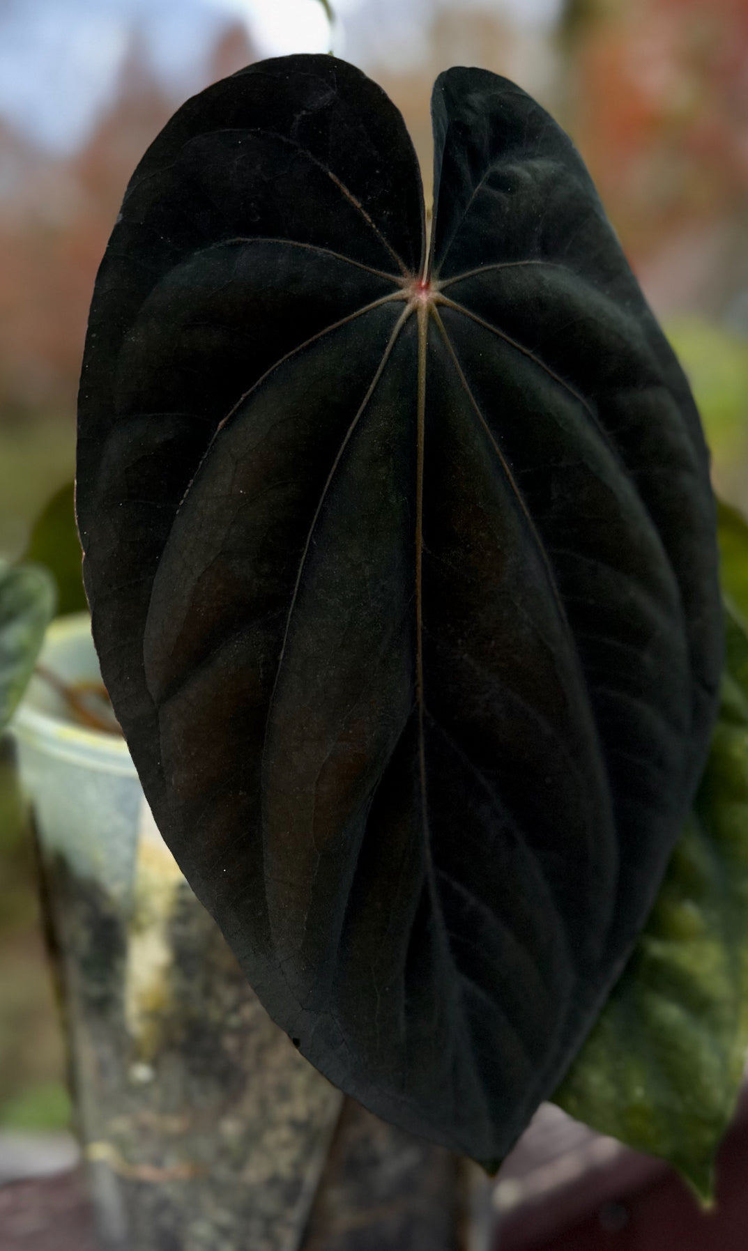 Anthurium (dressleri RG F2 x carlablackiae “Amanda”) x (dressleri “Oliver” x BVEP “Felix”)