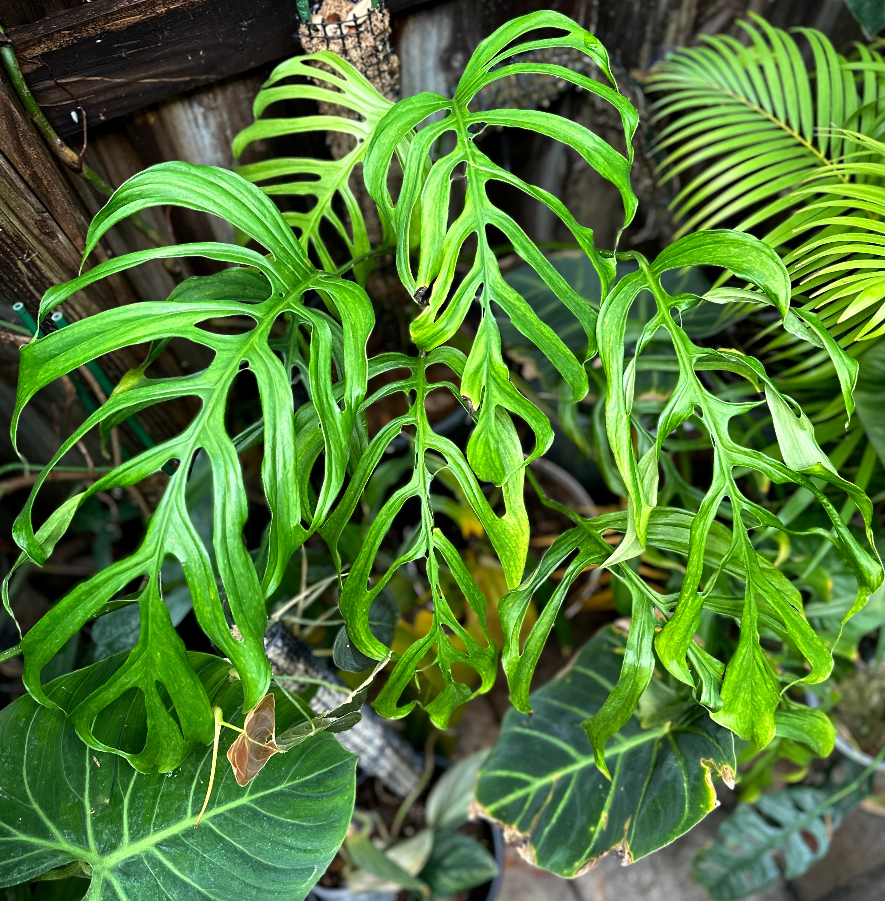 graffi monstera Monstera aff. gracilis – AABexotics