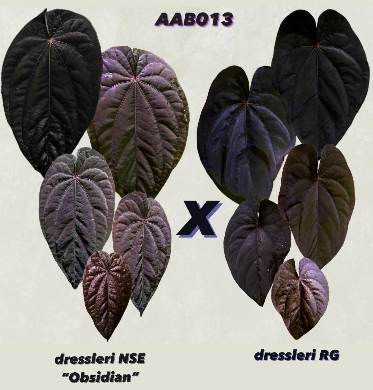 Anthurium dressleri “Obsidian” x RG