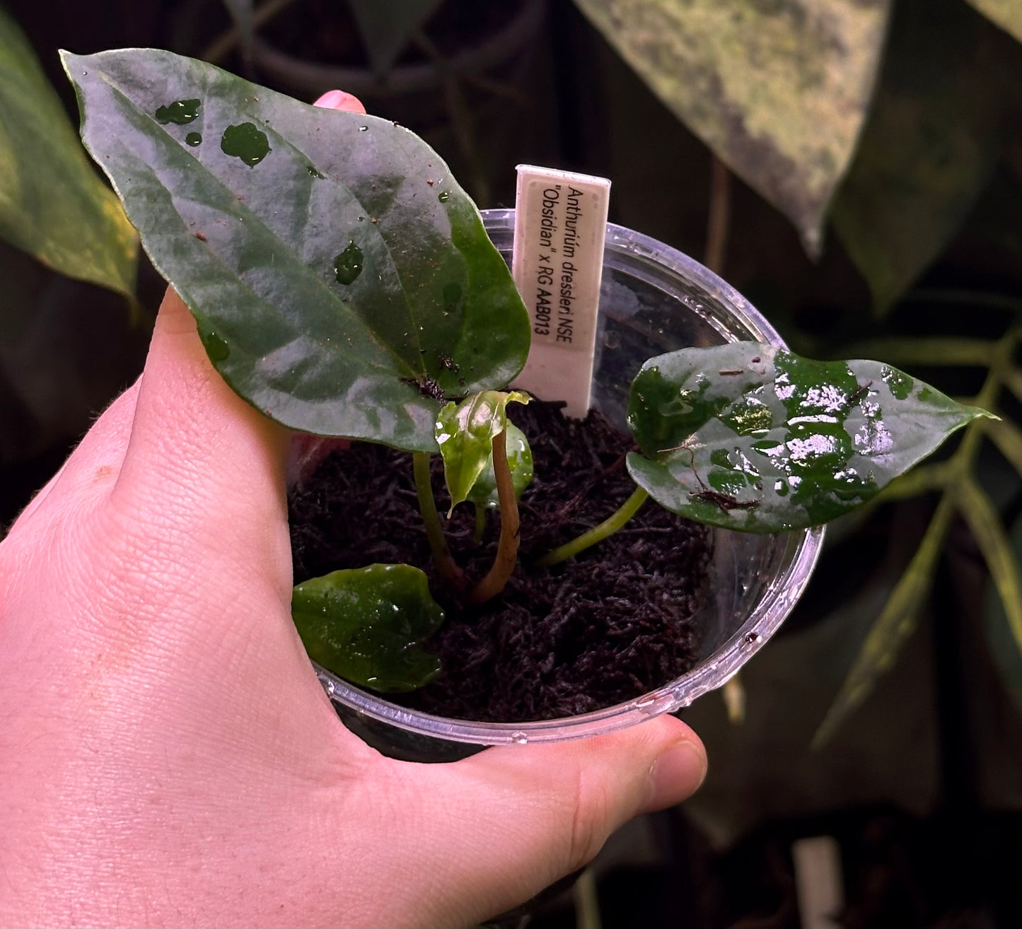 Anthurium dressleri “Obsidian” x RG
