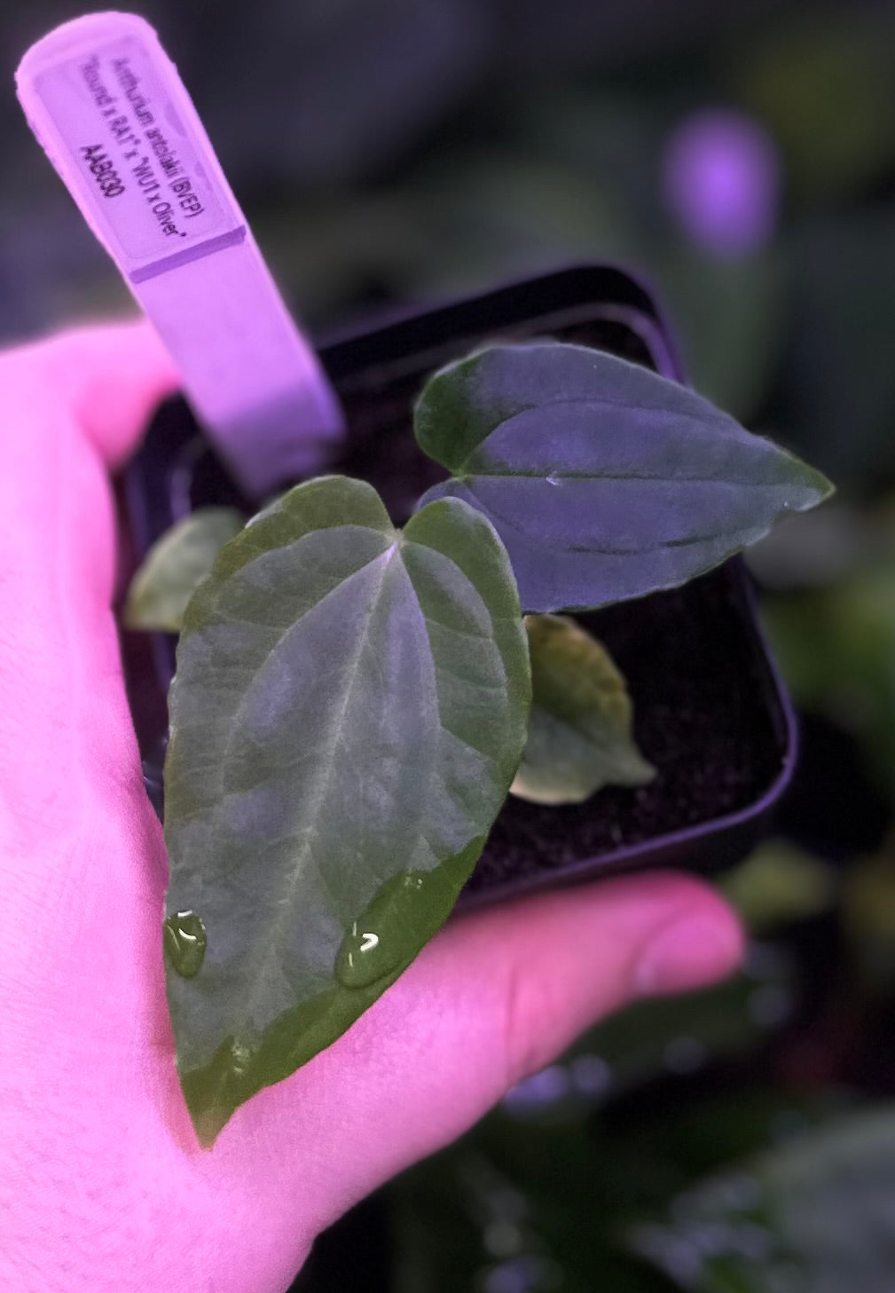Anthurium antolakii (BVEP) "Round x RA1" x "Wu1 x Oliver"