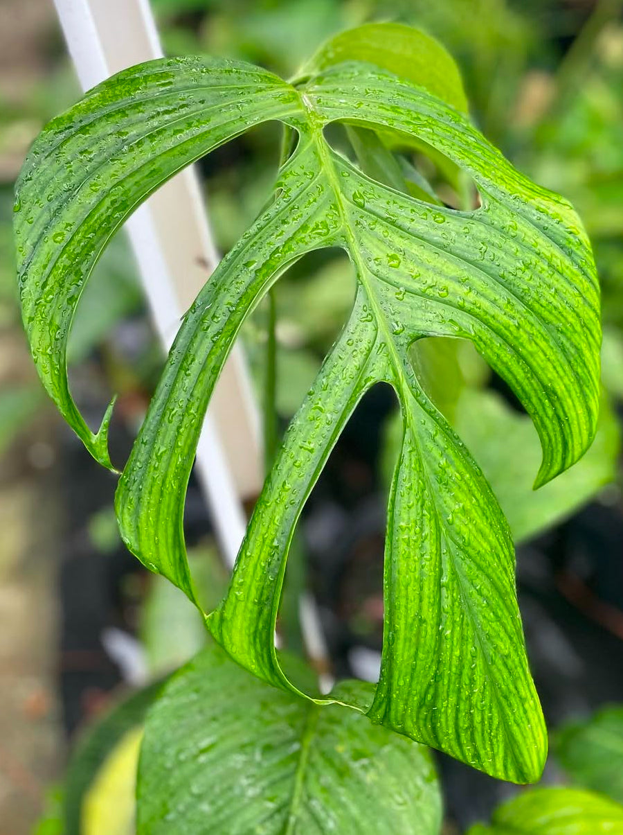 Monstera bocatorensis