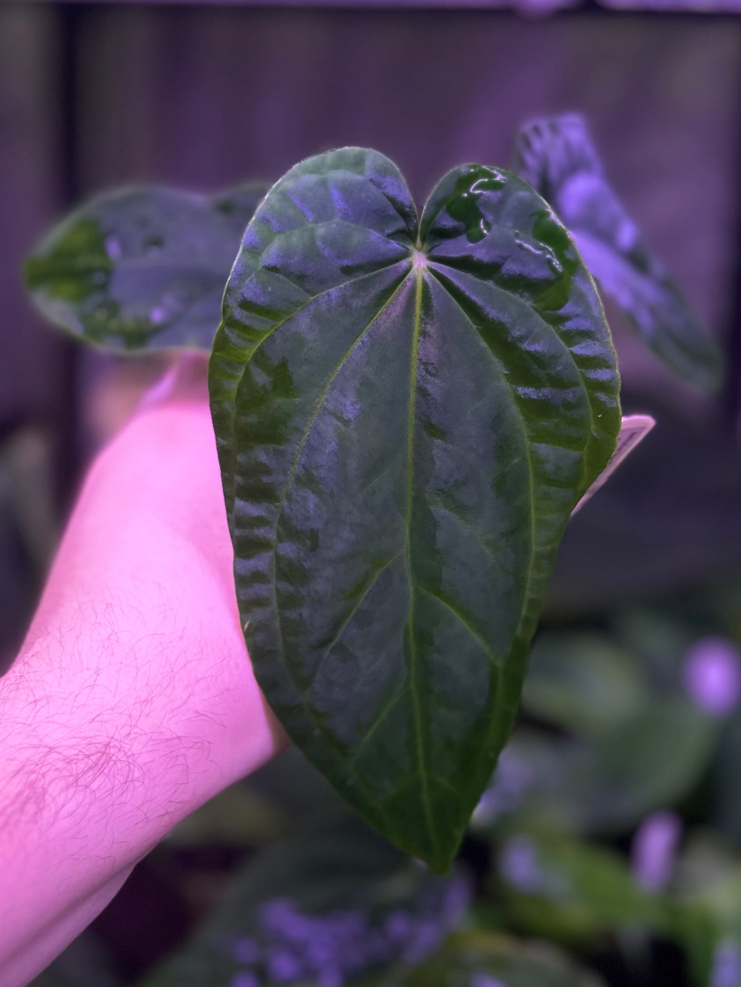 Anthurium (pap "Long x Long Bullet" x splendidum) x dressleri “Obsidian” *seedlings*