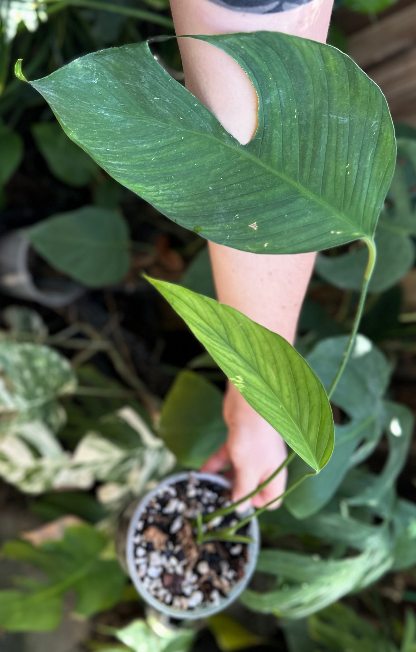 Monstera bocatorensis