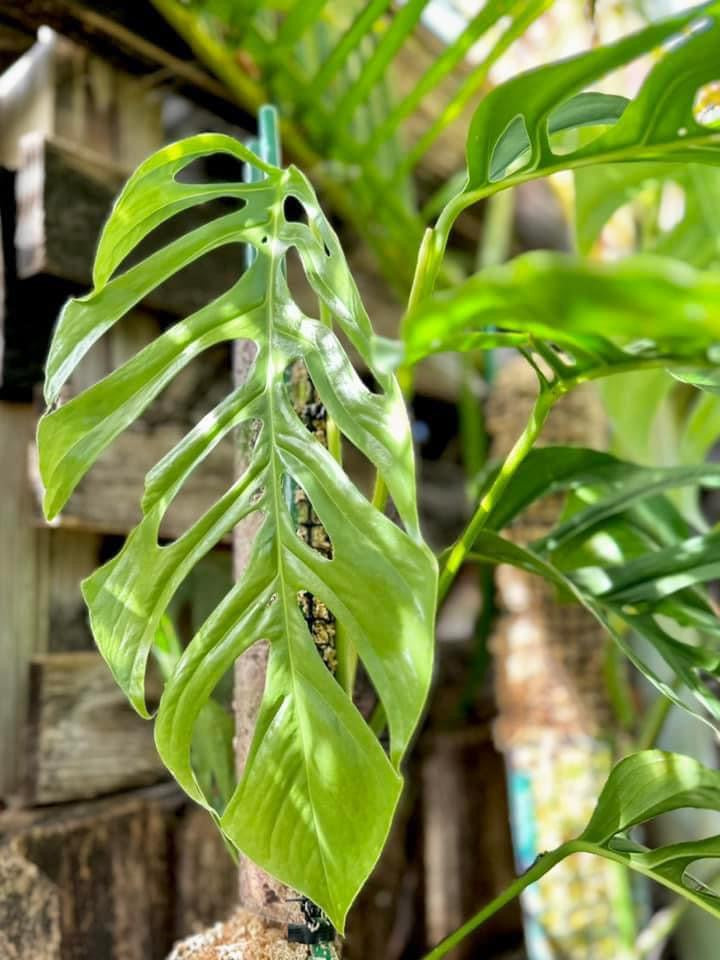monstera sp Monstera sp. ‘Tingo’