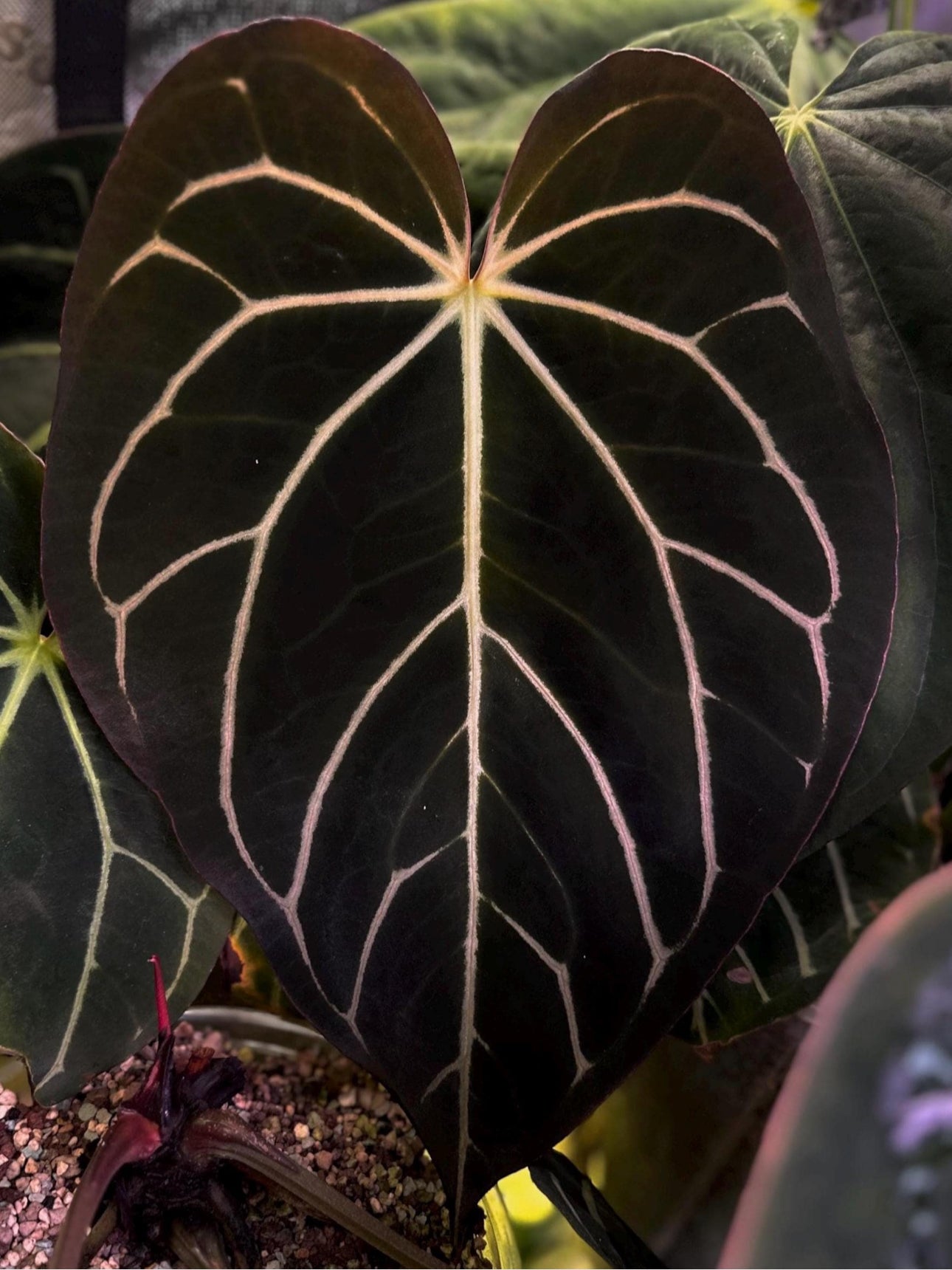 Anthurium carlablackiae Wu2 s1 x (RA5x10)