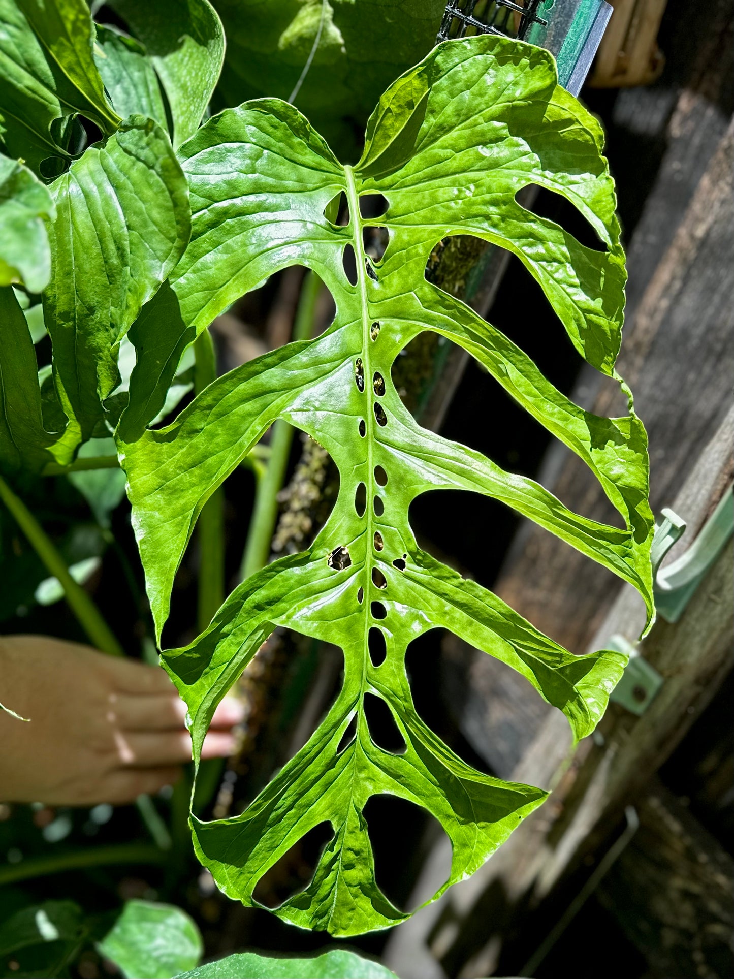 Monstera membranacea “Uvita”