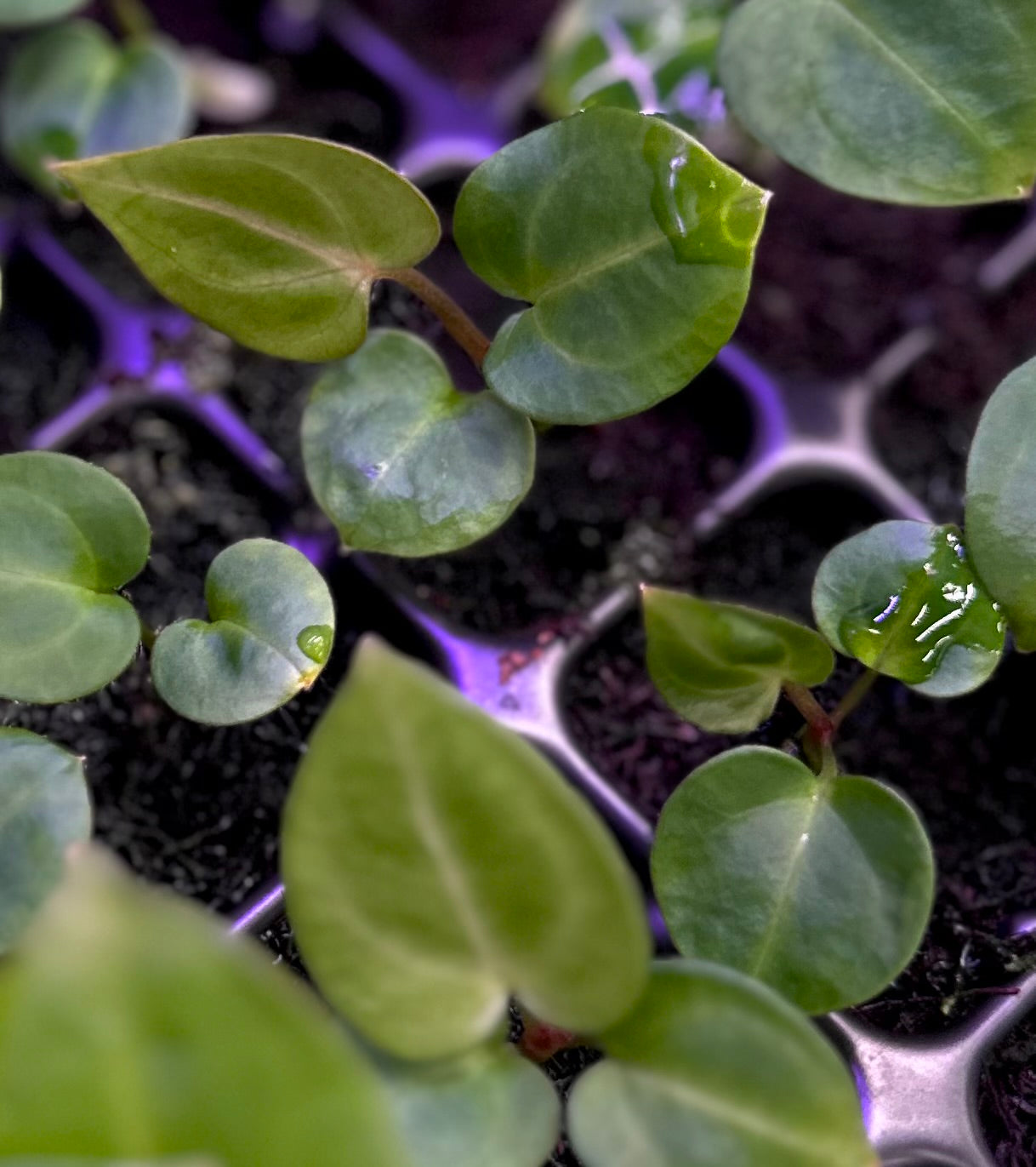 Anthurium carlablackiae Wu2 s1 x (RA5x10)