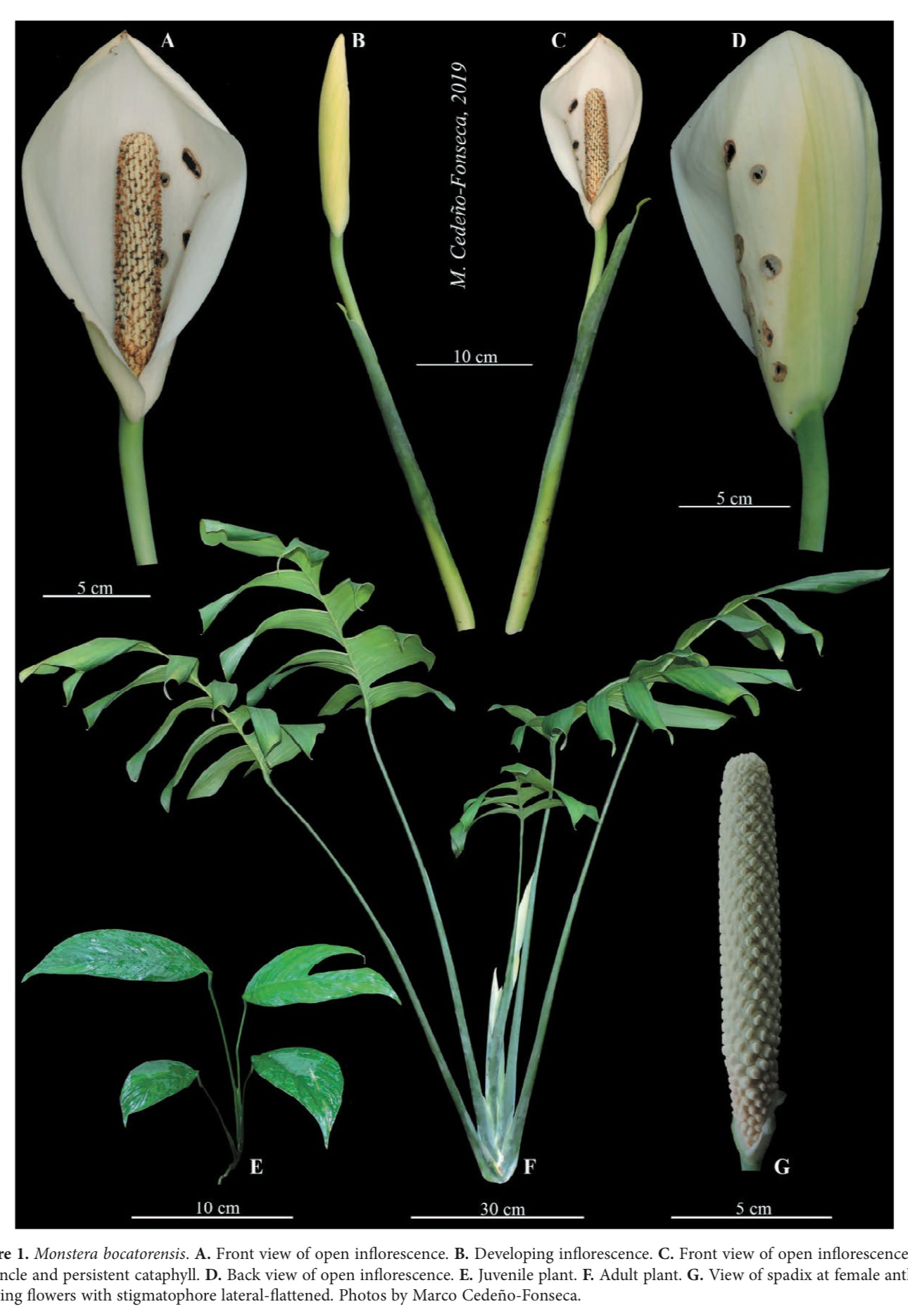 Monstera bocatorensis