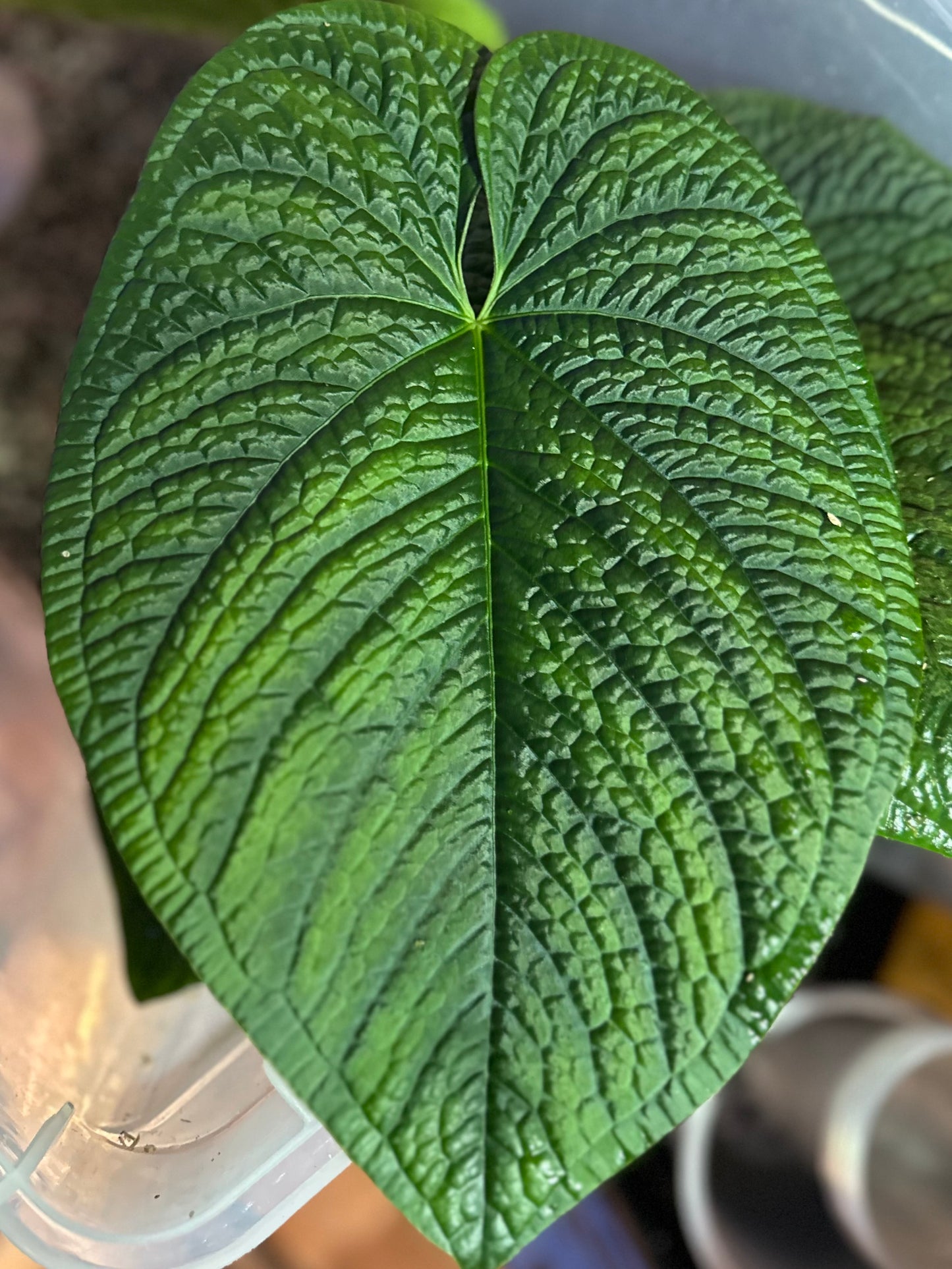 Anthurium (pap "Long x Long Bullet" x splendidum) x dressleri “Obsidian” *seedlings*