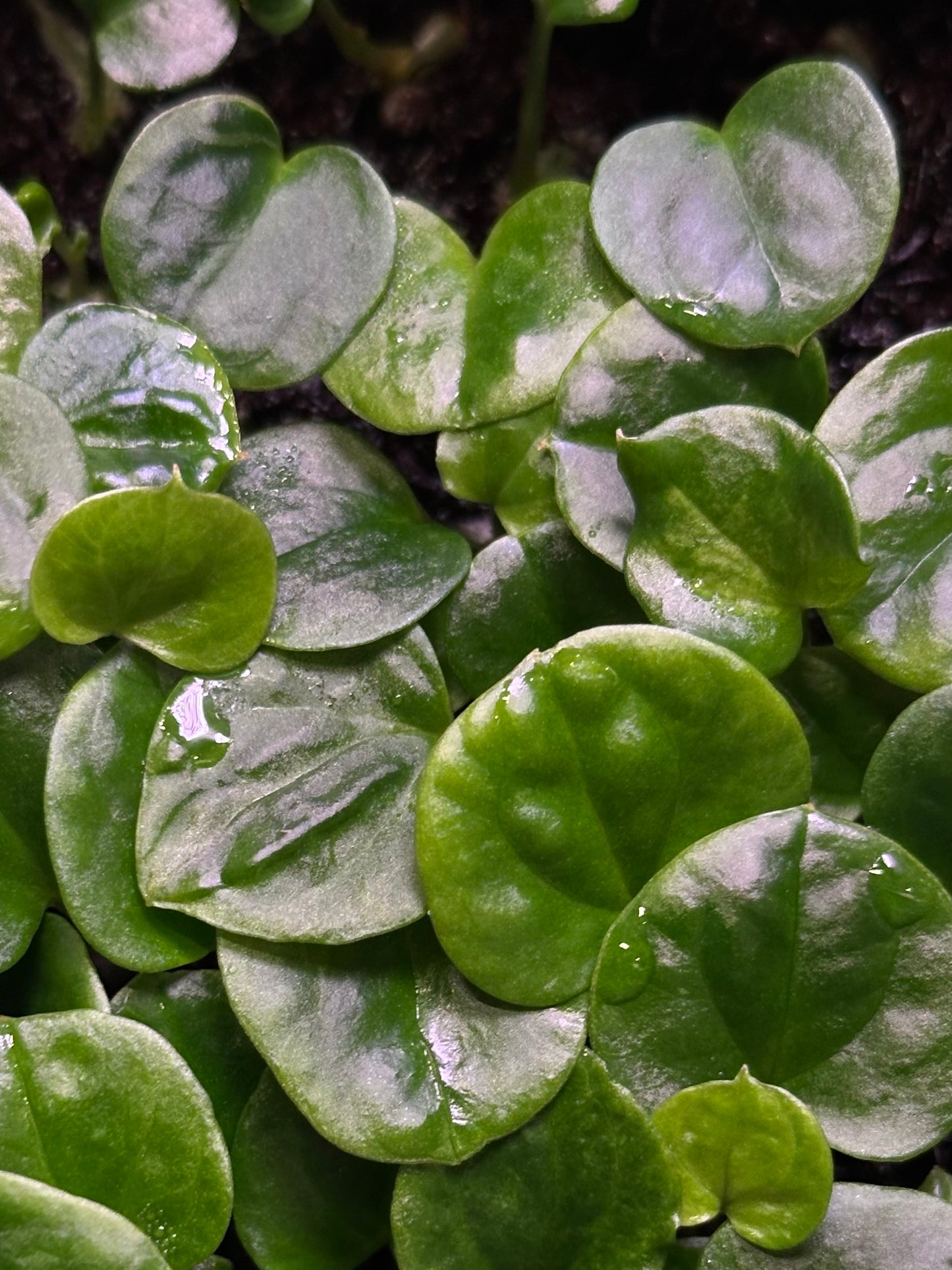 Anthurium 'Supernova' (dress "Oliver" x BVEP "Felix") x self