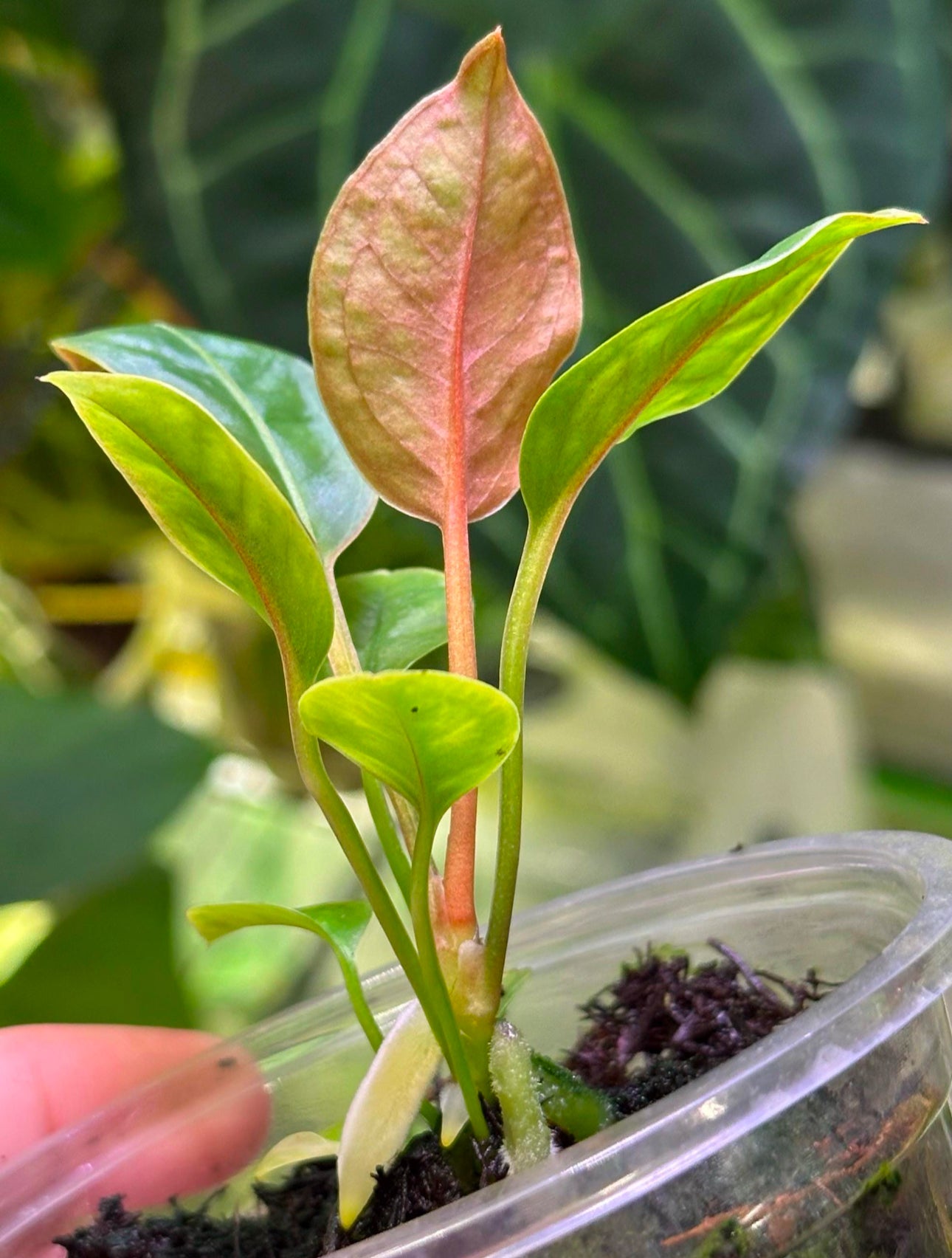 Anthurium willifordii *EXTREMELY RARE*