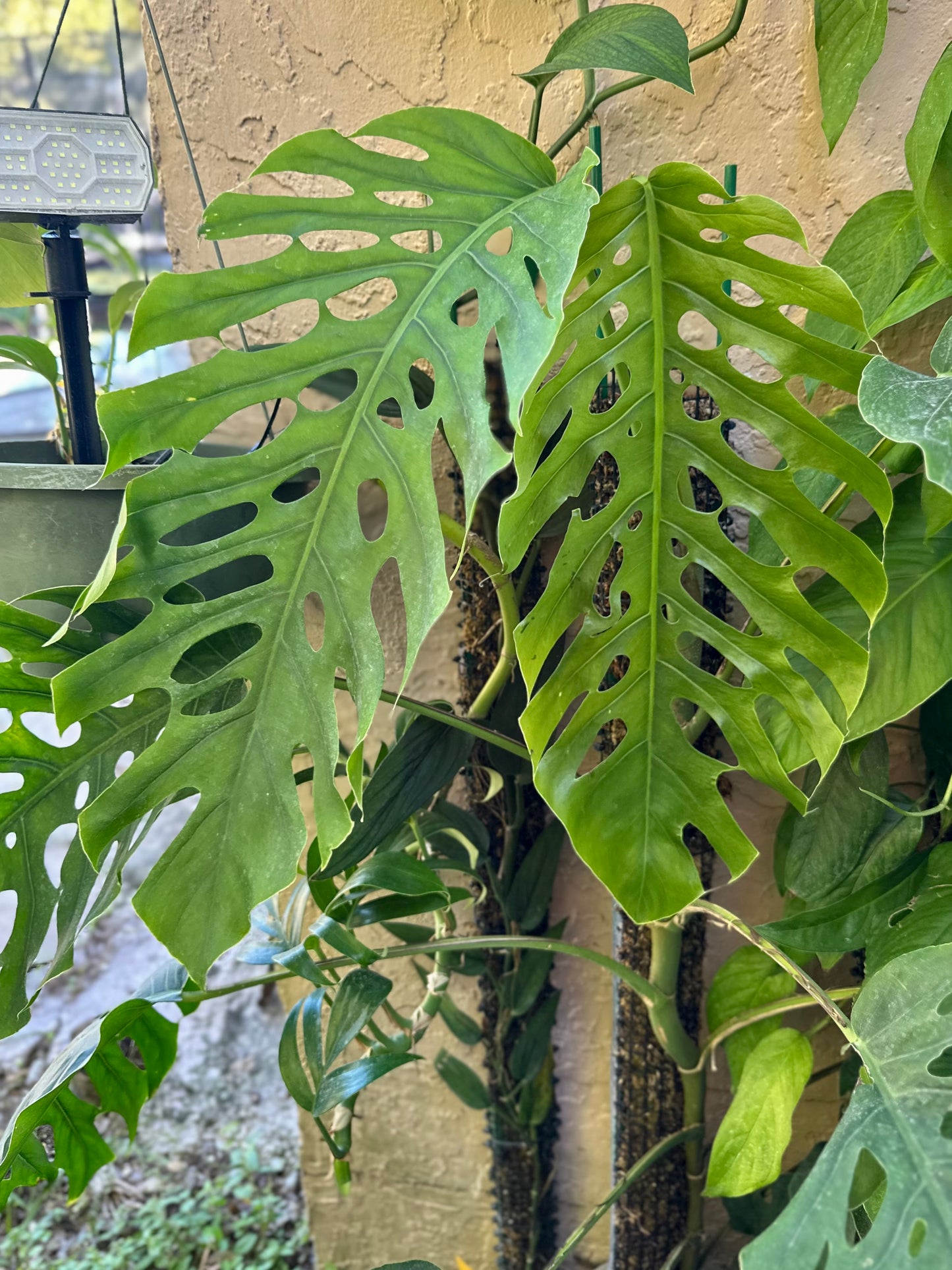 Monstera dubia