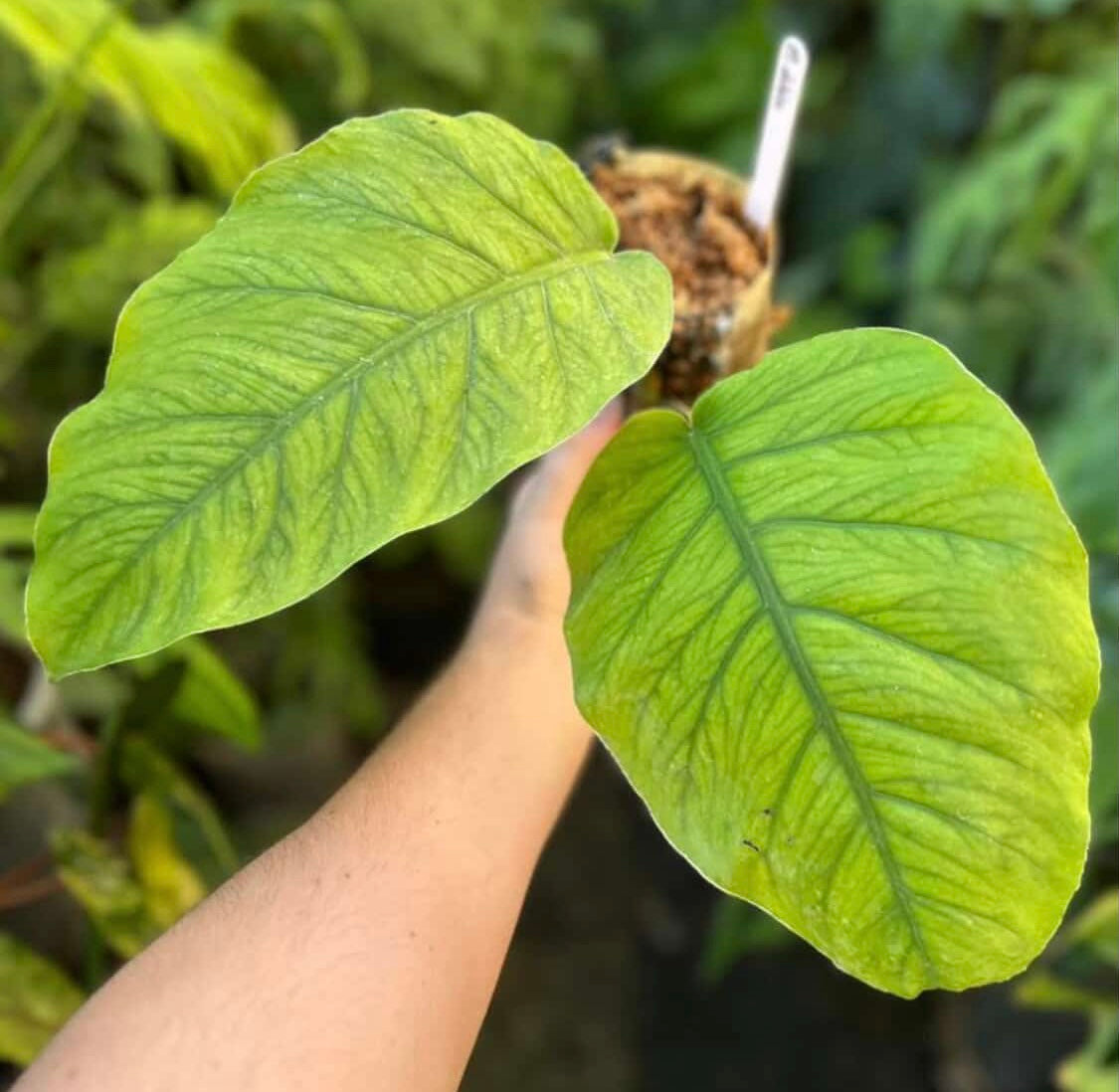 Custom order for Zackary