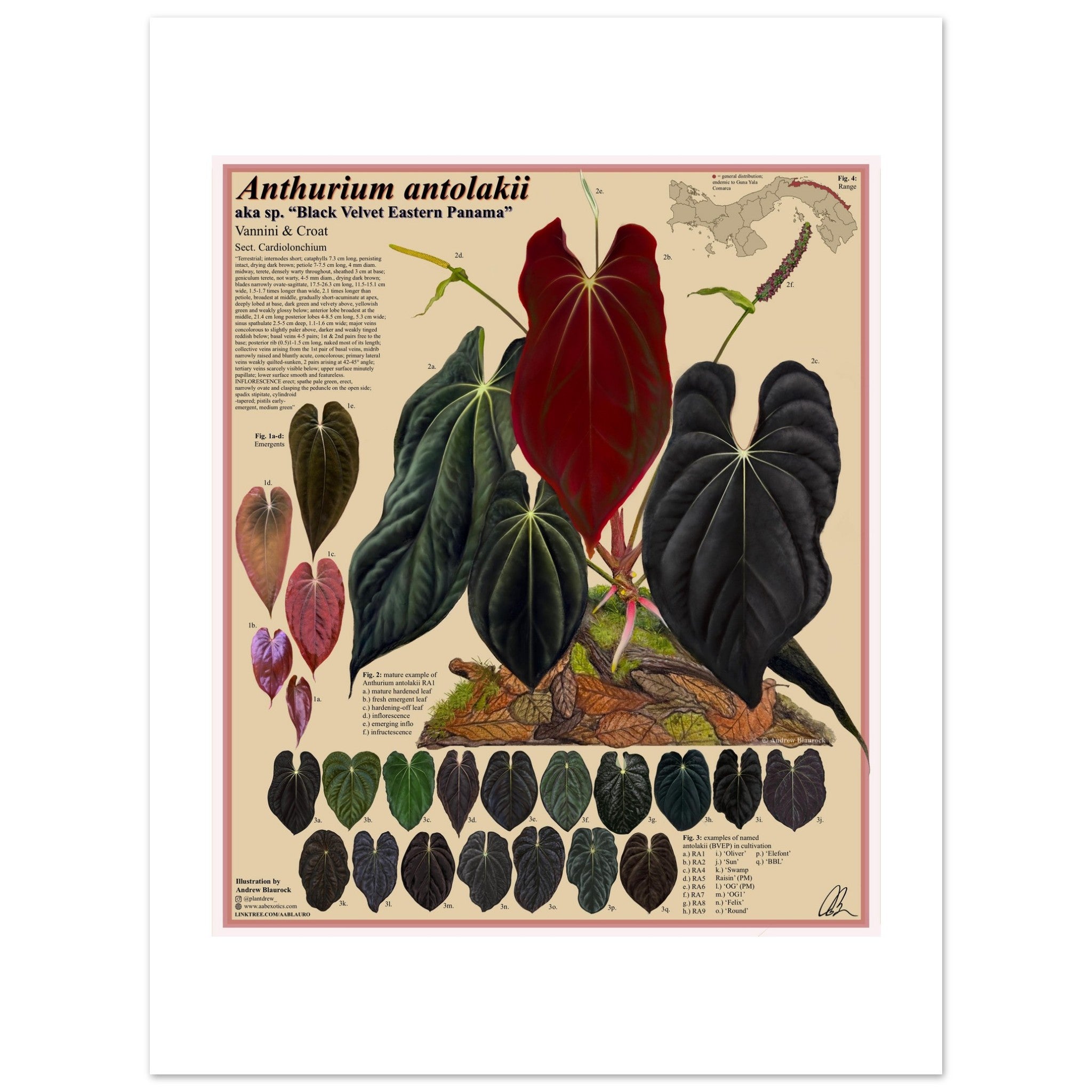 anthurium black velvet eastern panama Anthurium antolakii (BVEP)