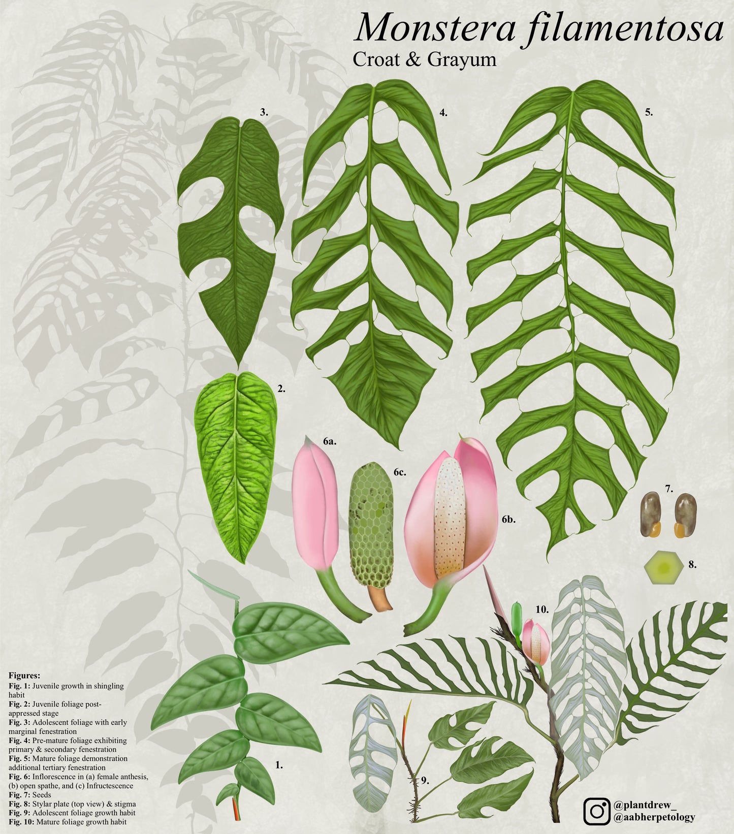 Monstera filamentosa *EXTREMELY RARE*