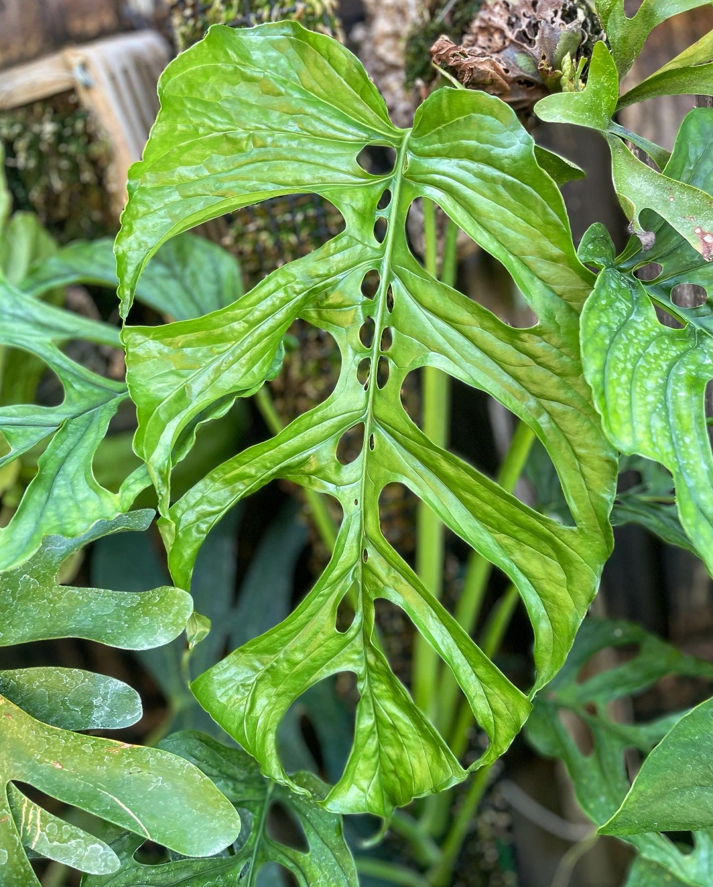 Monstera membranacea “Uvita”