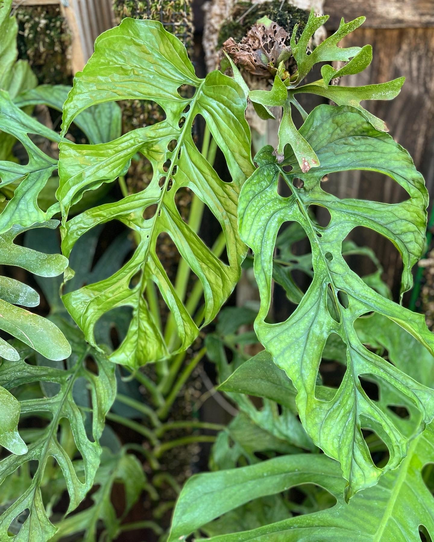 Monstera membranacea “Uvita”