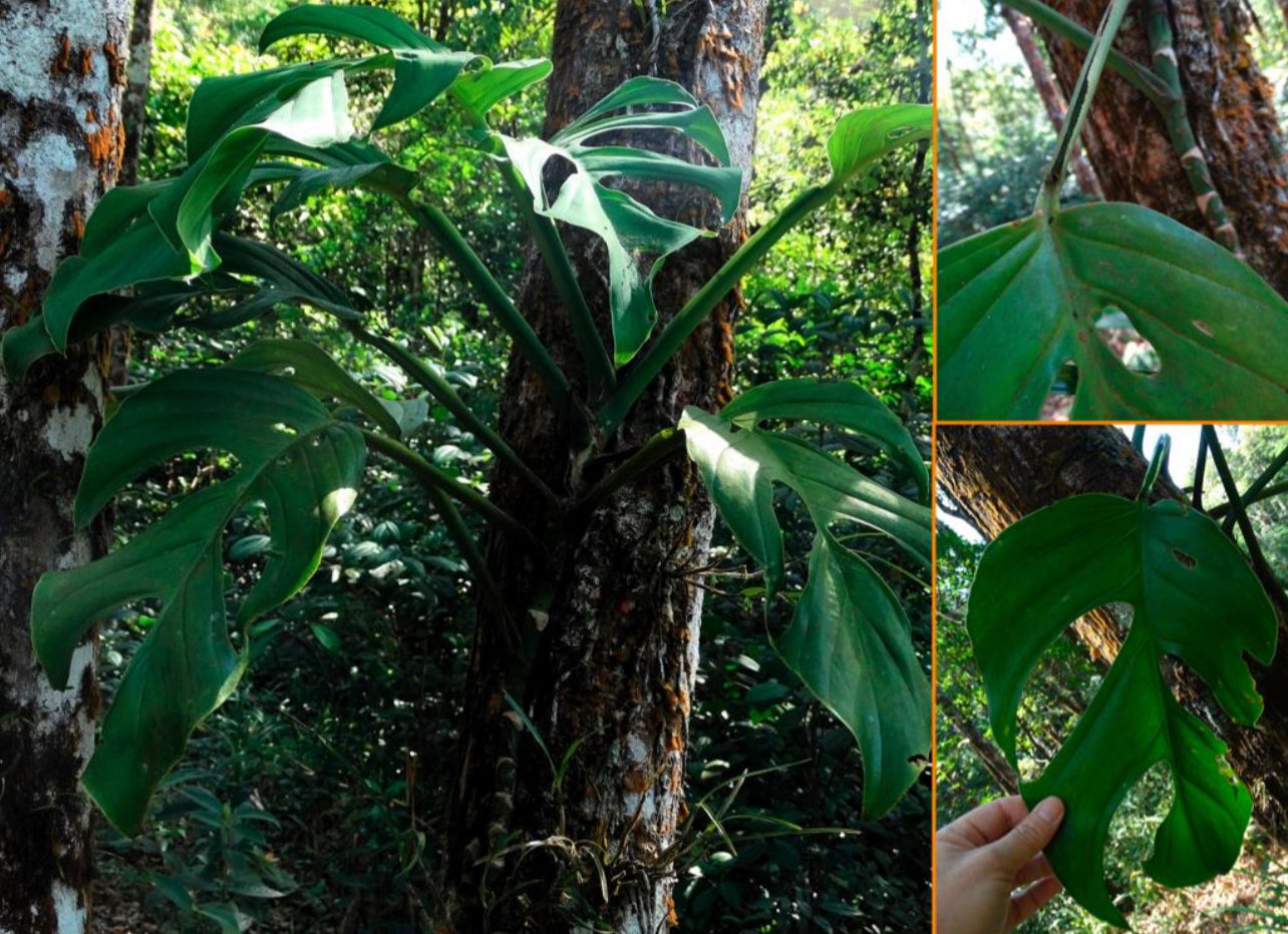 monstera plant in the philippines Monstera dwyeri – AABexotics