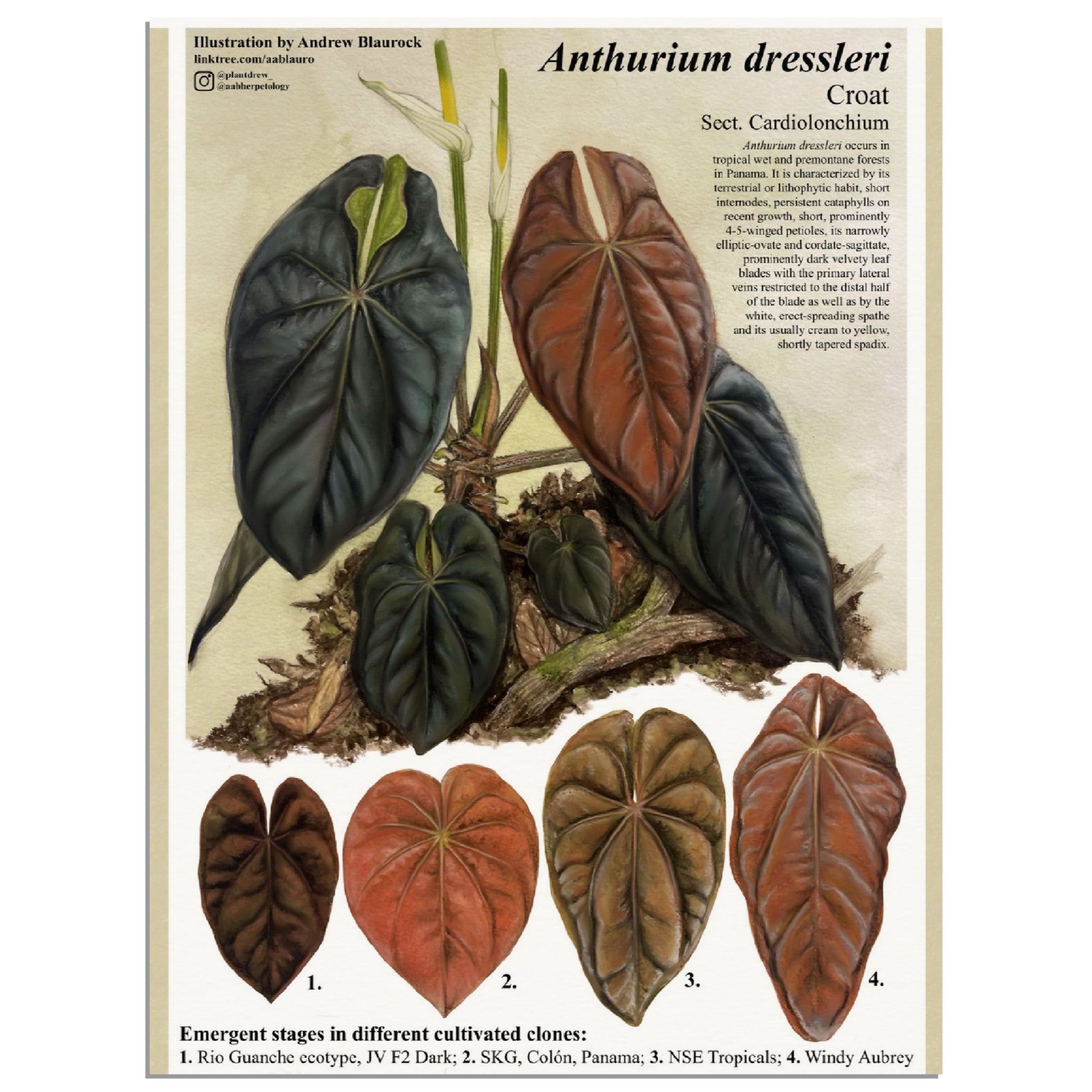 different anthuriums Anthurium dressleri – AABexotics