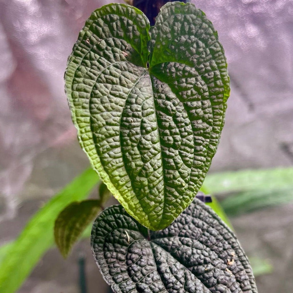 anthurium ebay Anthurium clidemioides