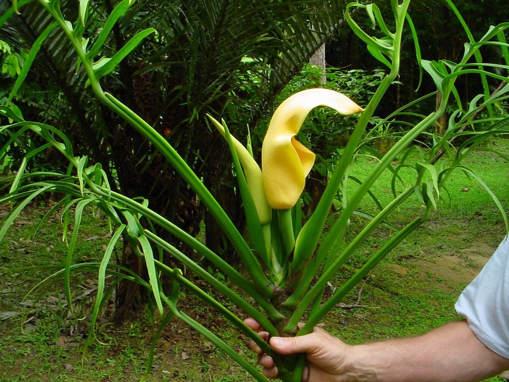 Monstera barrieri *EXTREMELY RARE*